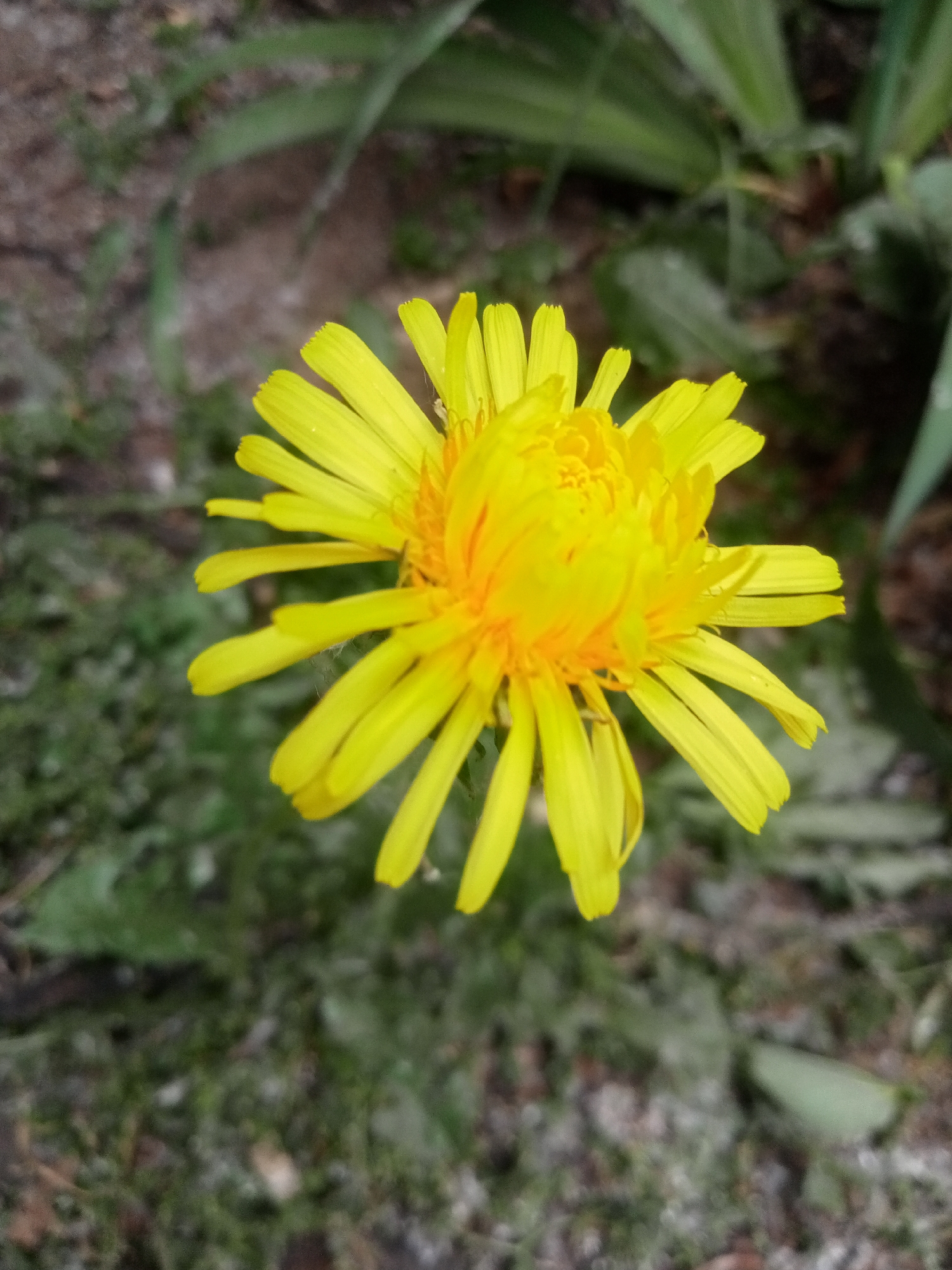 The image presents a solitary yellow composite flower in sharp focus, centrally positioned against a blurred natural background. The flower displays numerous bright yellow ray florets with a distinct orange-yellow center. Minute, light-colored particulate matter is visible on several petals. The background consists of indistinct green foliage and brown soil. The location is Unknown, Unknown.