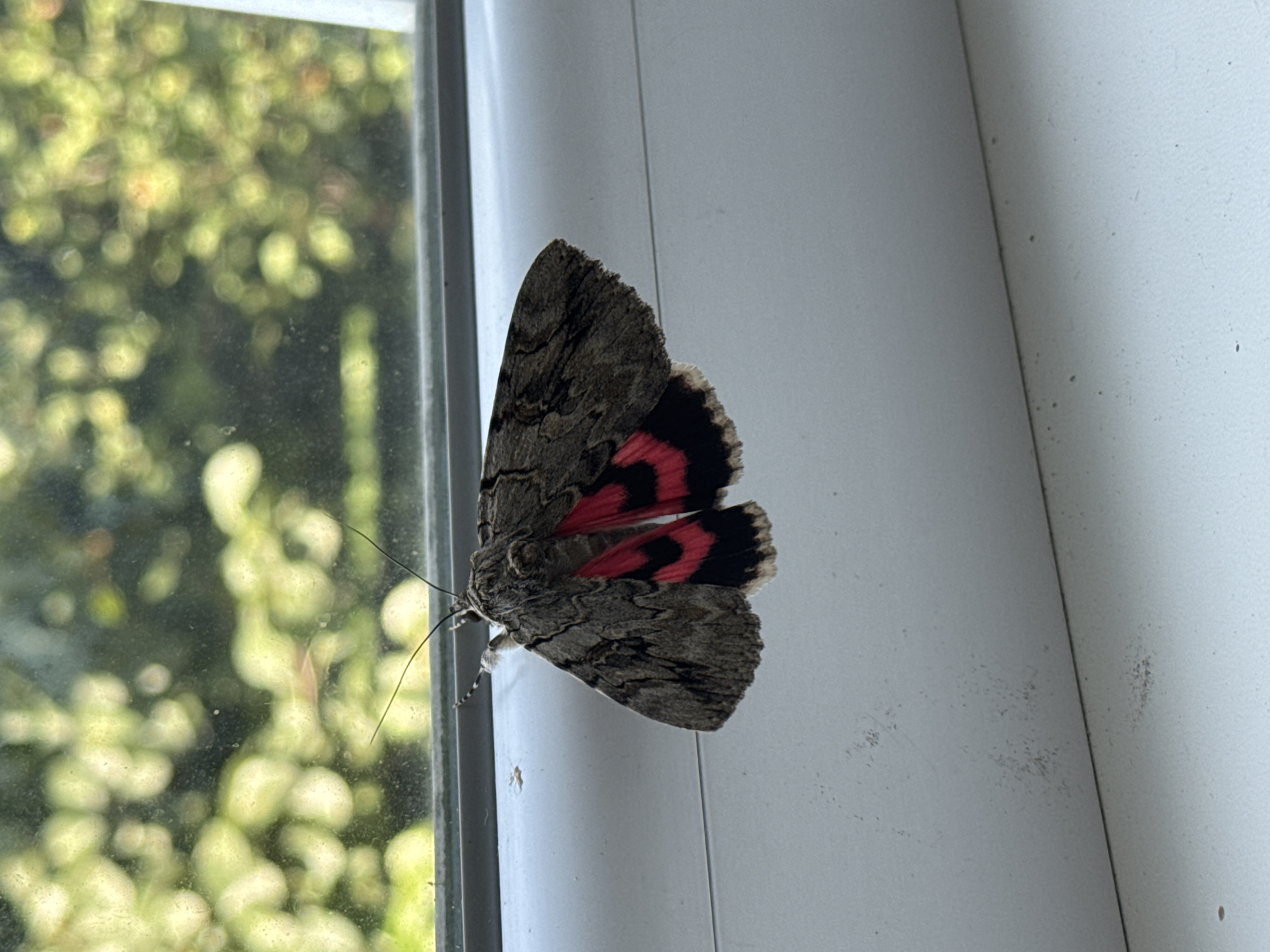 A moth with gray and black wings patterned with bright red bands is perched on a white window ledge. The moth's body is dark gray with visible antennae. The background, seen through a slightly dirty window, is a blurred expanse of green foliage and light. The window ledge appears to be made of white plastic or painted wood.