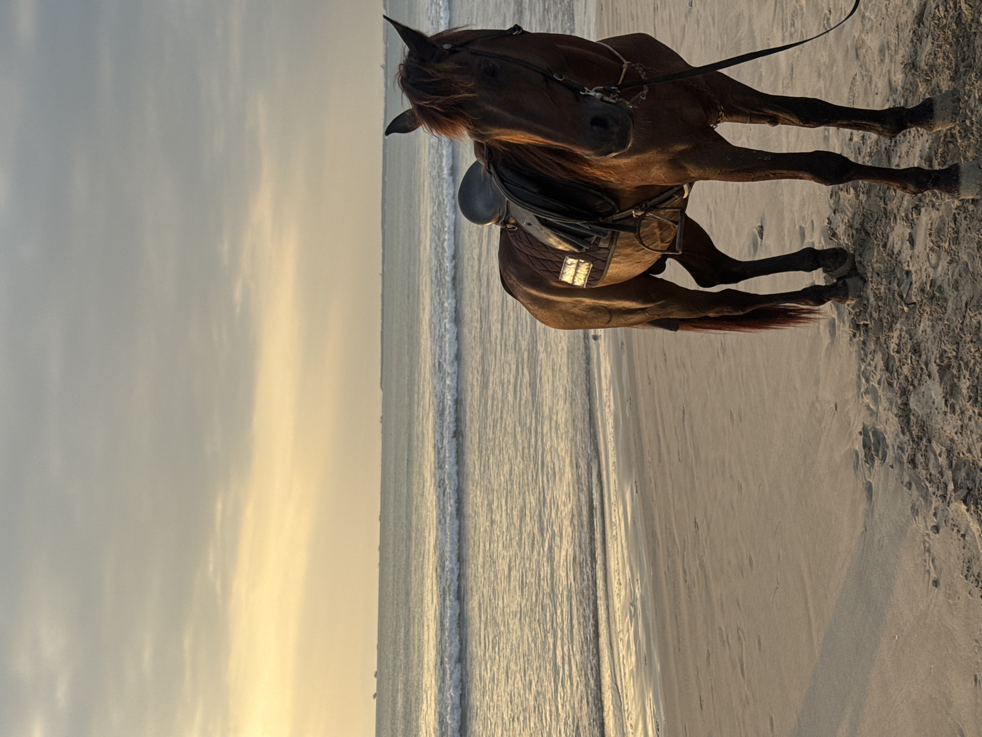 A brown horse stands on a sandy beach with the ocean in the background. The horse is facing towards the right of the frame, with its head slightly turned towards the viewer. It is wearing a saddle and bridle. The ocean is calm with small waves rolling onto the shore. The sky is overcast with a warm, golden light. The scene appears to be taking place at sunset or sunrise. The location is the beach in Kuta Selatan, Indonesia.