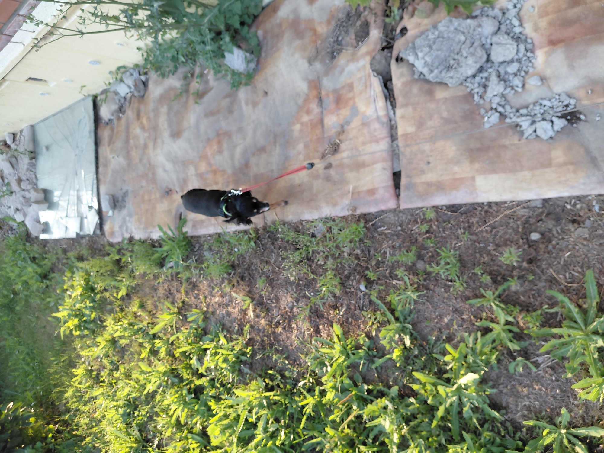 The image shows a small black dog on a leash walking on a makeshift pathway of corrugated metal sheeting. The pathway is next to a patch of overgrown grass and weeds. In the background, there is a light-colored wall, possibly part of a building, and some broken glass. The scene appears to be outdoors, possibly in a yard or a neglected area. There is no specific information to indicate the location in Novosibirsk, Russia.