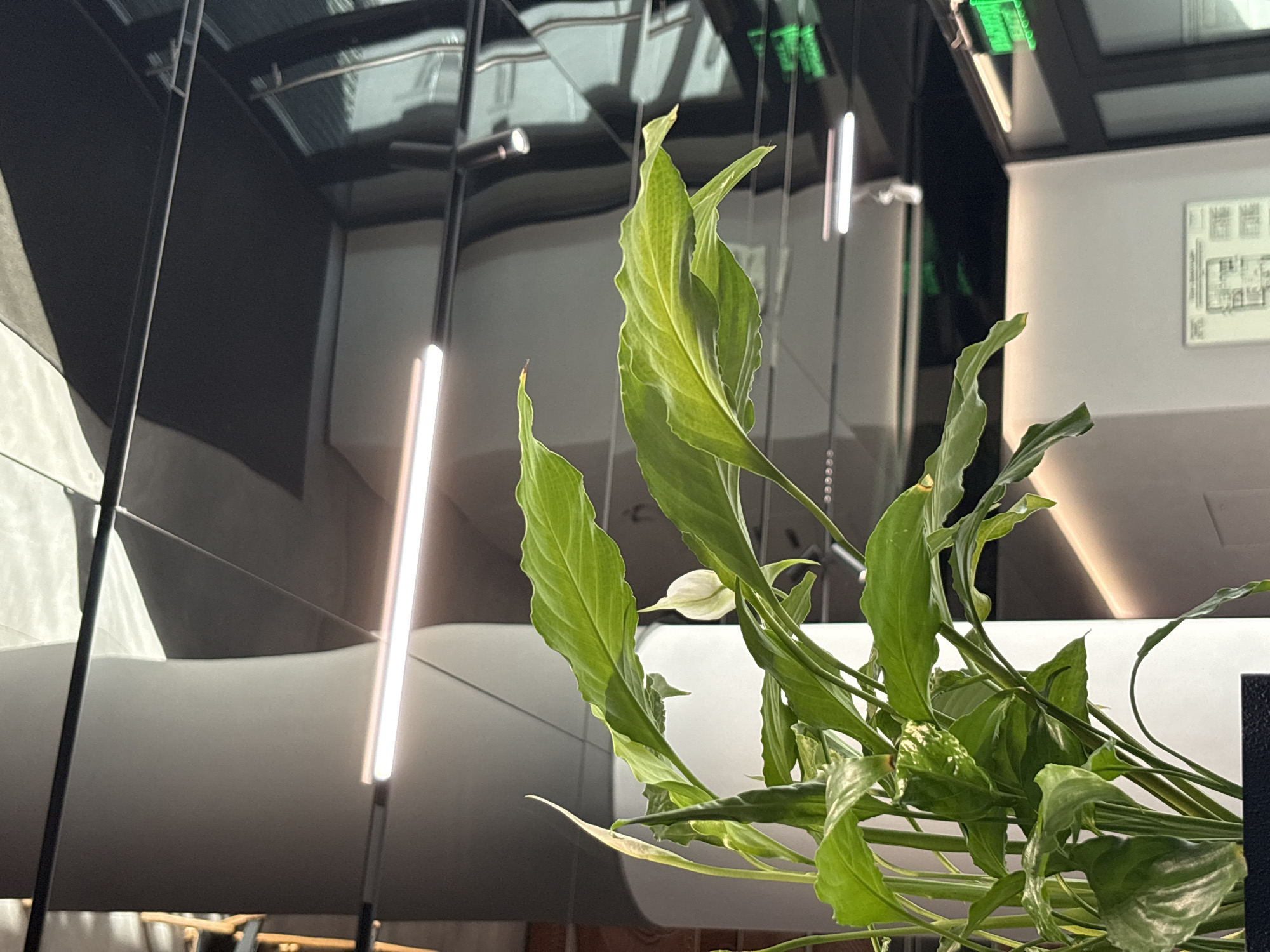 The image depicts an indoor plant, likely a Peace Lily, with its characteristic white spathe and green leaves prominently displayed in the foreground. The plant is situated in a black pot, partially visible at the bottom left. Behind the plant, the environment appears to be a modern office or commercial space. The ceiling is a dark, reflective surface with geometric patterns and integrated lighting, including long, linear fluorescent lights and smaller spotlights. A large, grey, cylindrical column is visible on the left side of the frame, extending upwards towards the ceiling. The background also shows reflective surfaces, possibly windows or glass partitions, revealing a blurred view of the exterior or another part of the interior. There are also visible emergency exit signs with green lettering. The overall impression is of a well-lit, contemporary indoor setting. There are no people or discernible actions happening within the frame.