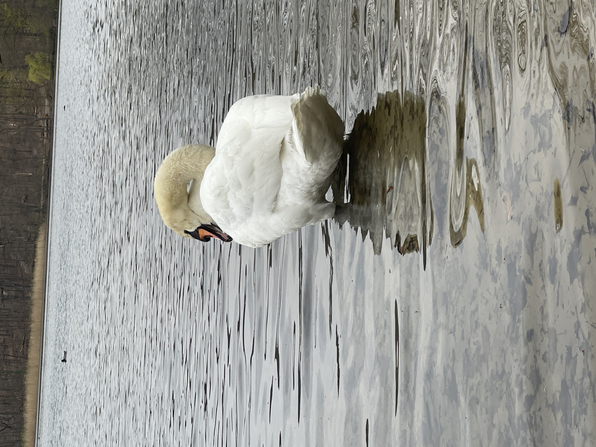 A lone mute swan rests on the surface of a body of water, its head tucked beneath its wing. The swan is white and has an orange beak. The water appears to be a lake or pond, and there is a shoreline visible in the distance. The scene is Berlin, Germany.