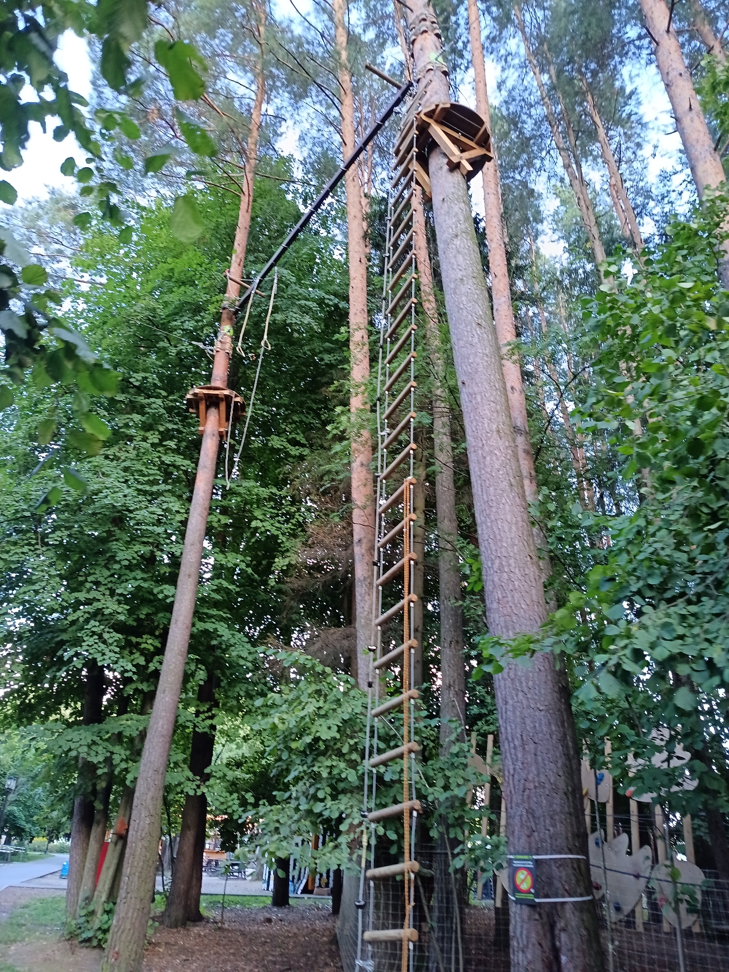The image depicts an adventure park in Odintsovo, Russia, with a focus on a ropes course suspended between tall pine trees. In the foreground, a long, wooden ladder with rope sides extends upwards towards a wooden platform attached to a tree trunk. Another similar platform is visible higher up on a different tree, connected by a dark cable. The surrounding environment is dense with lush green foliage and other tall trees, suggesting a natural, wooded setting within the city. The ground is covered in pine needles and some dry leaves. In the background, hints of a paved path and some infrastructure, possibly for recreation, can be observed. There are no people visible in the frame. The overall scene conveys an outdoor recreational activity in a forest-like environment.