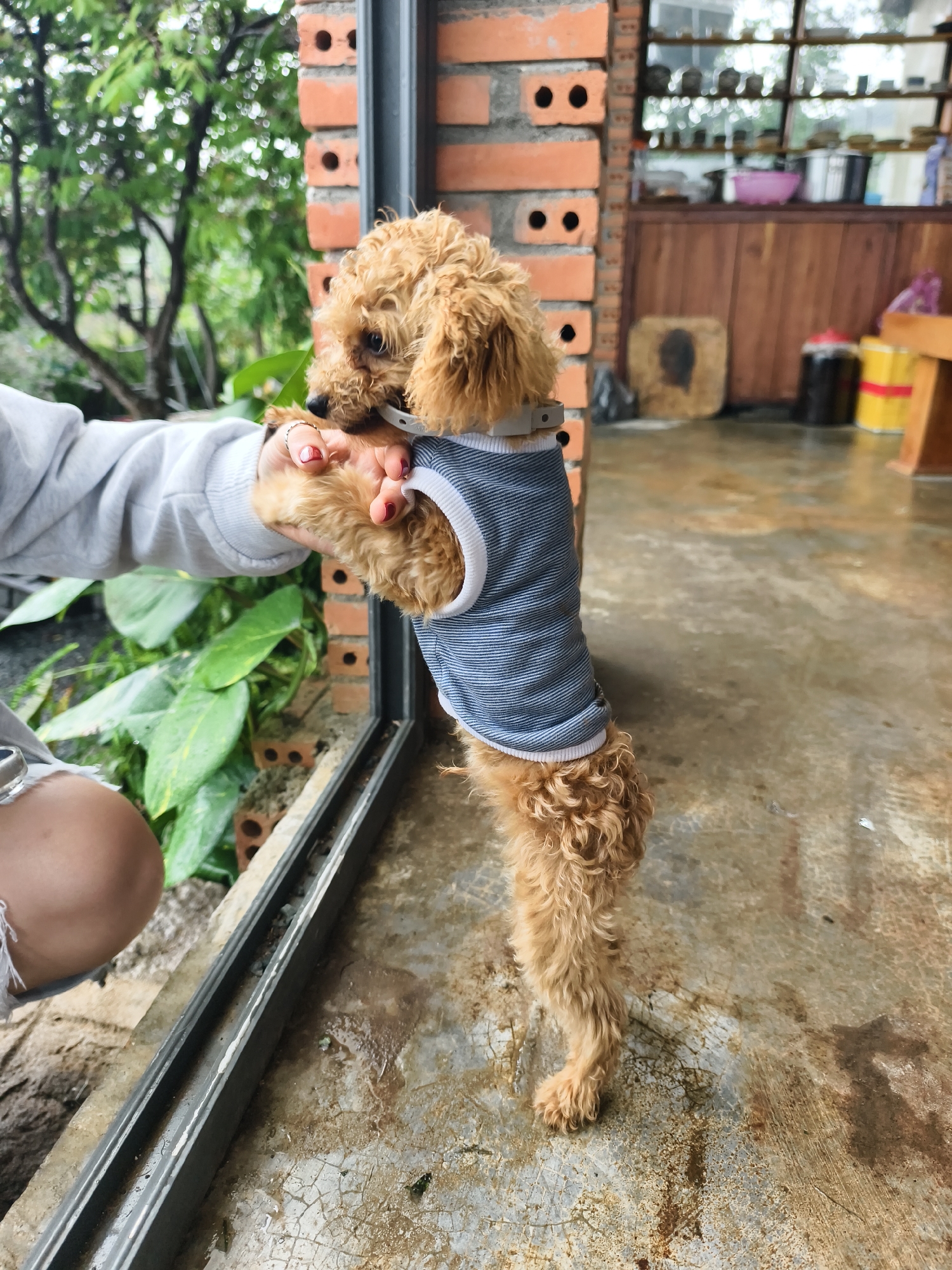A tan-colored poodle, wearing a blue and white striped shirt and a white collar, stands upright on a mottled floor in an interior setting. The dog is held by a person whose left hand is visible, adorned with a gold ring and red nail polish, holding the dog's paw. The person is wearing a light gray long-sleeved shirt and denim shorts. The background reveals a brick wall with square cut-outs, and a sliding glass window with greenery visible outside. A section of what appears to be a counter with assorted items on top is seen in the upper right background. The floor appears to be wet.