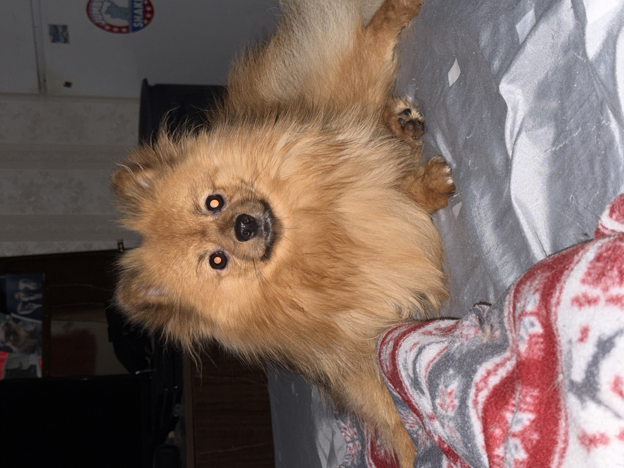 A tan Pomeranian dog is lying on a gray bedspread with a red, gray, and white patterned blanket. The dog is looking directly at the camera. In the background, a dark-colored object, possibly a television, is visible. A sign with the word "SHAKE" is partially visible on the wall. The location is not discernable from the image, and there is no indication the photo was taken in Khimki, Russia.