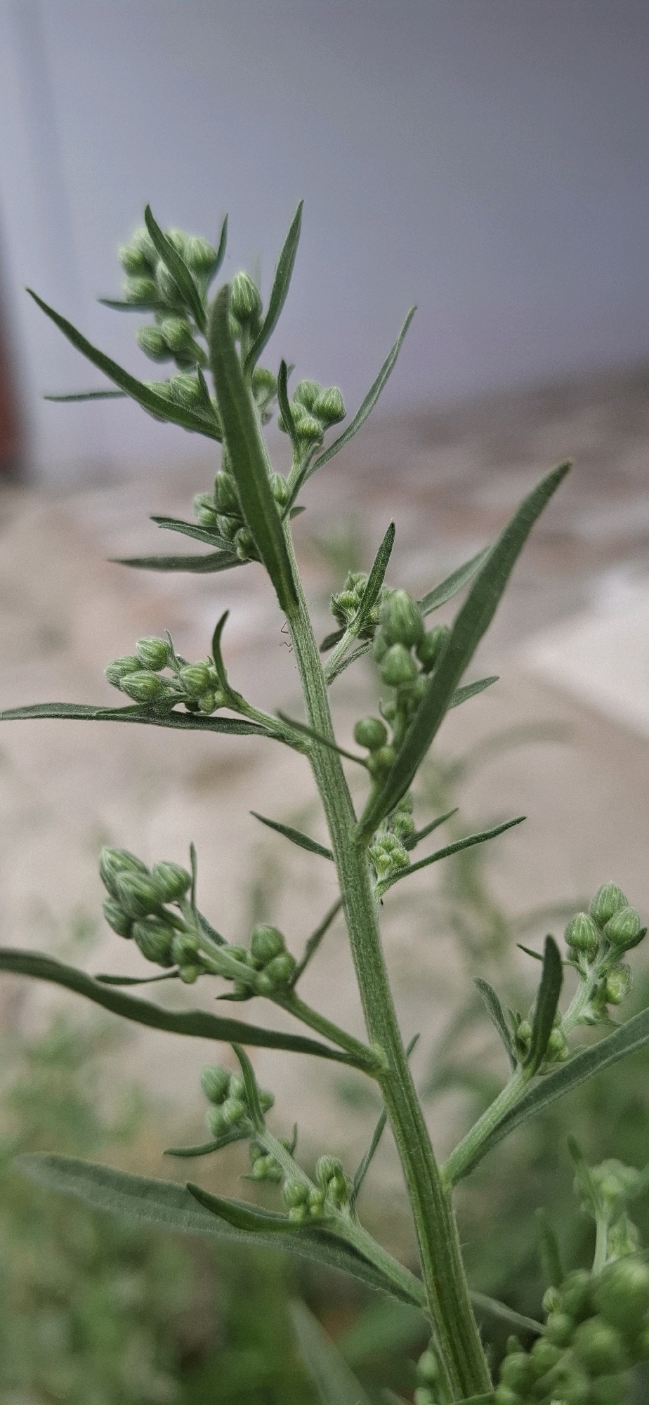 This is a close-up, low-angle, vertical shot of a green plant with numerous small, unopened buds. The plant has a main stalk with several thinner branches extending outwards, each adorned with buds. The leaves are long, narrow, and pointed, with a slightly fuzzy texture. The background is blurred, showing a neutral, out-of-focus area that could be a wall or sky, with hints of lighter-colored ground. The overall lighting is soft and even, highlighting the intricate details of the plant. There are no people or specific city landmarks visible. The image focuses solely on the botanical subject matter.