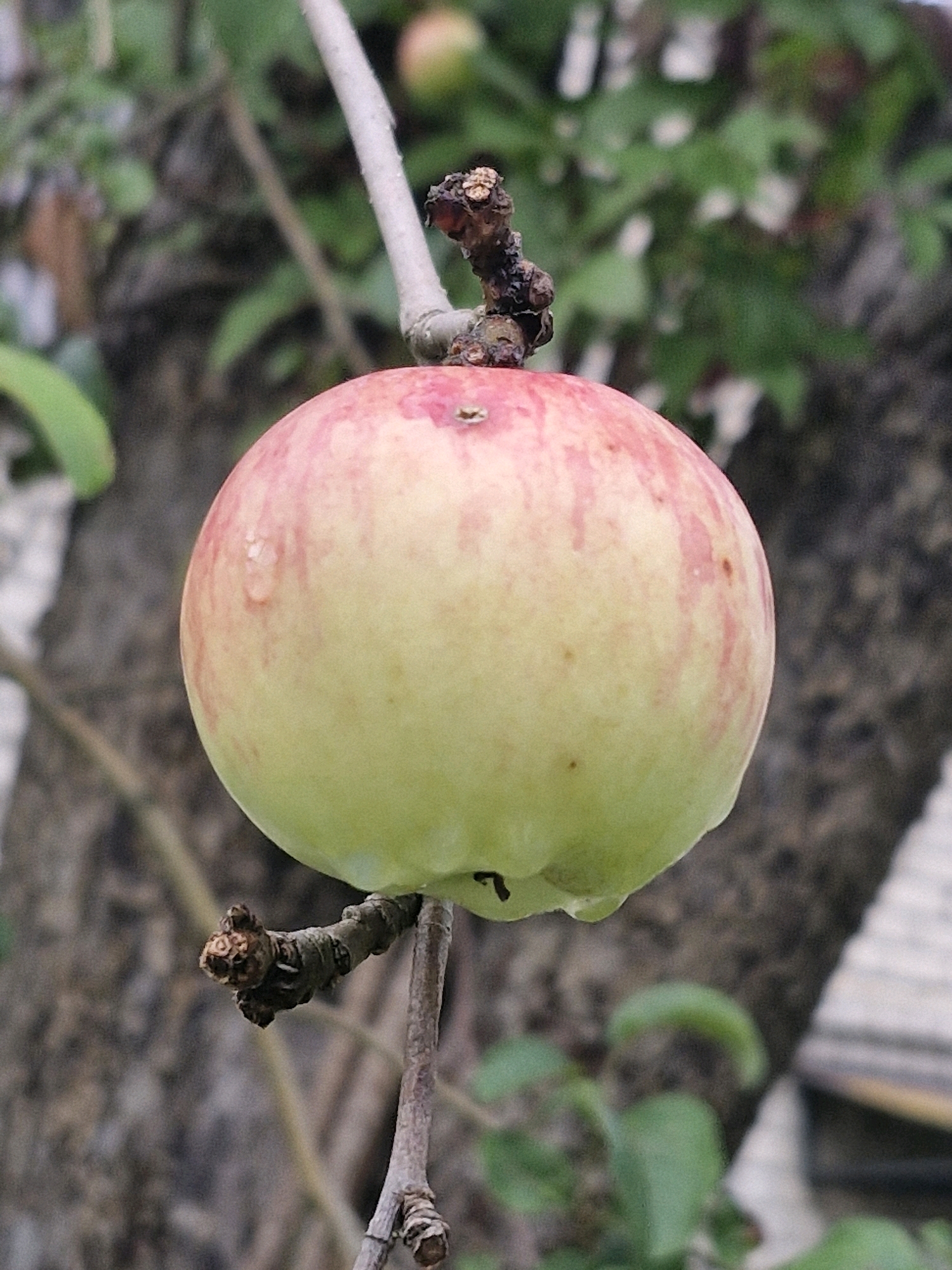 An apple, partially red and partially green, hangs from a branch. The apple has several water droplets on its surface. The branch is thin and brown, with a shriveled bud on it. The background is blurred and consists of green leaves and a dark tree trunk. The image was taken outdoors in Klaipėda, Lithuania.