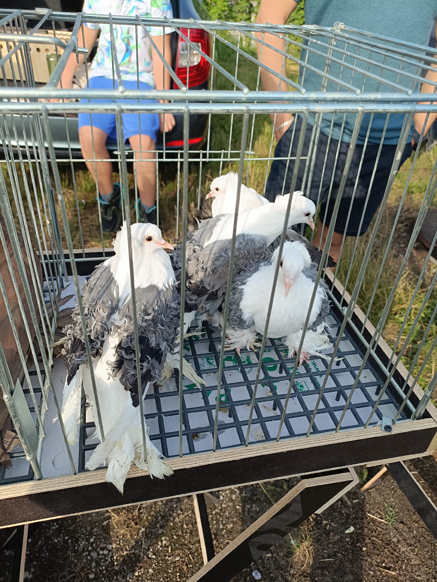 The image depicts three white and grey pigeons with curly feathers, possibly a breed like the fantail pigeon, confined within a metal cage. The cage has a plastic grate floor and is positioned outdoors on uneven ground covered with dry grass and dirt. In the background, out of focus, are the legs and lower torsos of two individuals. One person is wearing blue shorts and dark shoes, and the other is wearing dark pants. A portion of a dark-colored vehicle is also visible behind them. The scene suggests an event or gathering where pigeons are being transported or displayed. The lighting indicates it is daytime, likely sunny given the shadows. The location is specified as Łosice, Poland, although no specific landmarks or identifying features of the city are present within the frame itself. The overall impression is a straightforward, unembellished view of pigeons in a cage outdoors with people present.