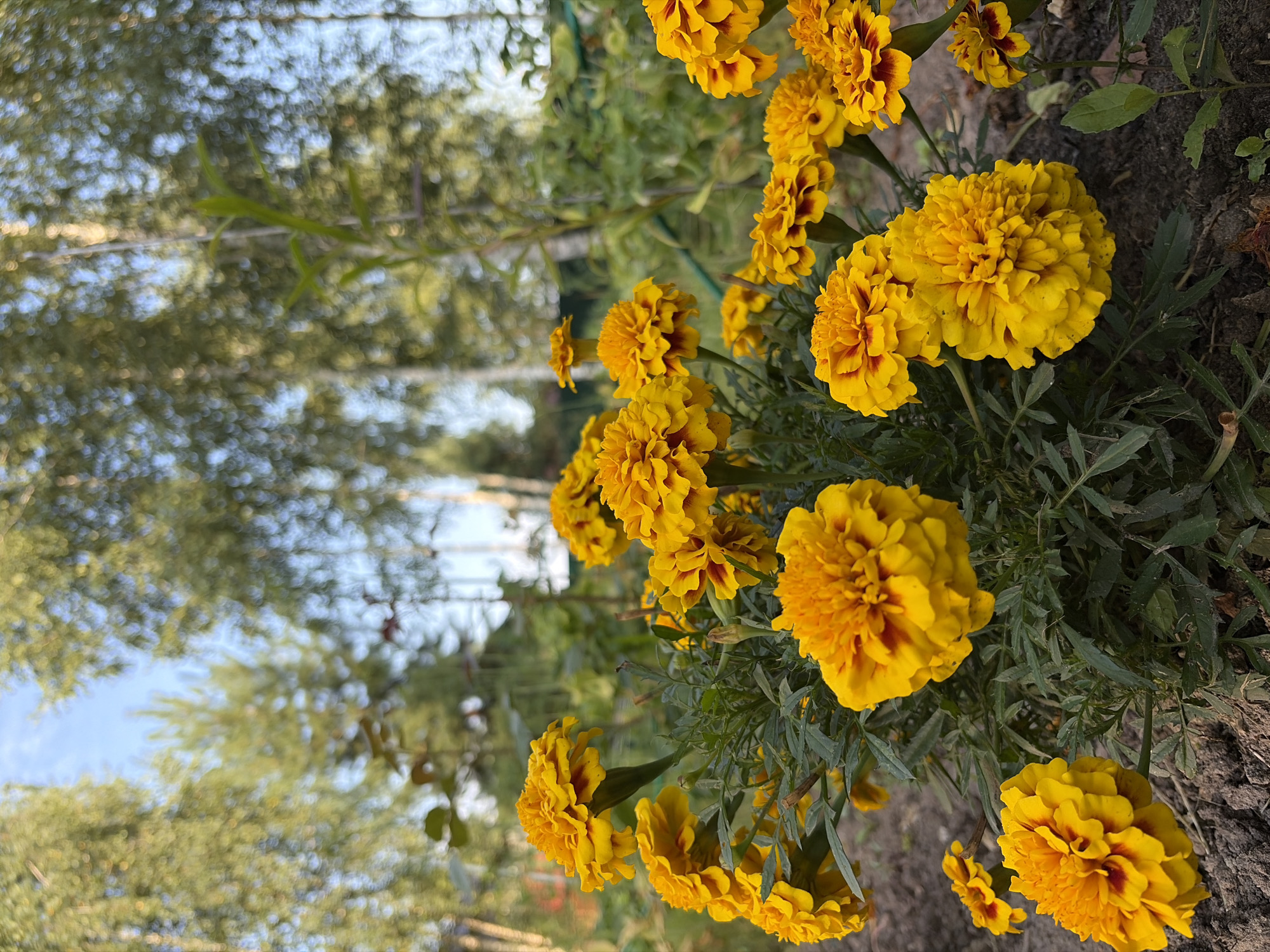 A cluster of bright yellow marigolds with red centers bloom in a garden bed, with blurred trees and a bright blue sky in the background. The image is taken from a low angle, focusing on the flowers in the foreground. The garden appears to be a private residence, likely in a rural or suburban area, possibly within the city of Imeni Vorovskogo, Russia, given the distinct foliage and birch trees commonly found in the region. There are no people or animals present in the image. The overall scene suggests a peaceful and natural outdoor setting.