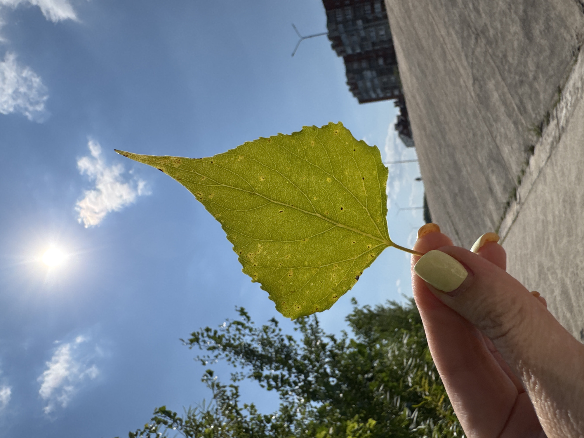 A hand with light yellow nail polish holds a single green leaf with a pointed tip against a bright blue sky with scattered white clouds. The sun is high and bright, casting a glare. In the background, out of focus, are green trees on the left, and buildings and a sloped concrete embankment on the right. The concrete embankment suggests an urban setting, possibly near a river or reservoir. The quality of the buildings and the presence of streetlights visible in the background are consistent with an urban environment. The image may have been taken in Ufa, Russia, given the context.