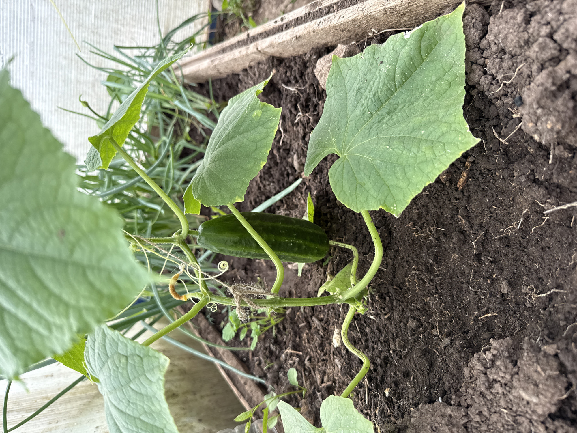 The image depicts a cucumber plant growing in a garden bed, likely within a greenhouse or sheltered area, in Sludka, Russia. The plant is bearing a mature cucumber. The garden bed contains dark soil. Other vegetation, possibly chives or onions, are growing nearby. A wooden border separates the garden bed. A piece of twine is wrapped around the stem of the plant.
