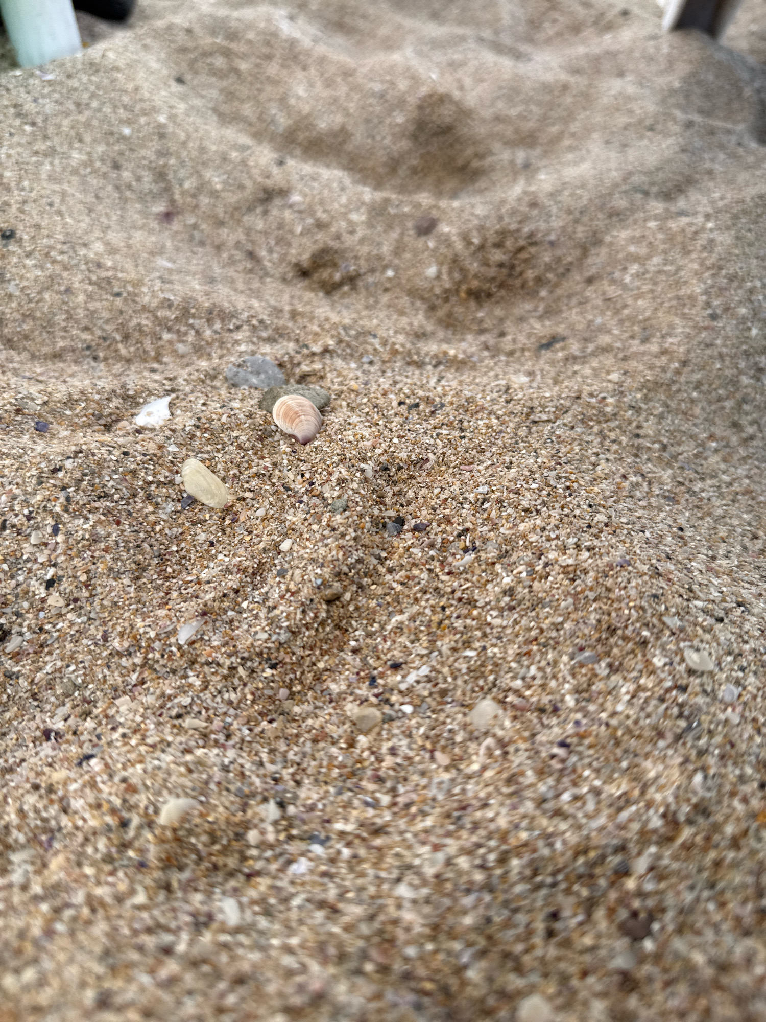 A close-up, ground-level shot shows damp, grainy sand with small shells and pebbles. In the center, a small, coiled shell with pinkish-brown stripes is visible, along with a pale, elongated shell and a few larger, grey pebbles. The background is a blur of more sand, with a hint of something white and cylindrical at the top left, possibly a leg of a beach chair. The scene is likely a beach in Sozopol, Bulgaria, given the context.