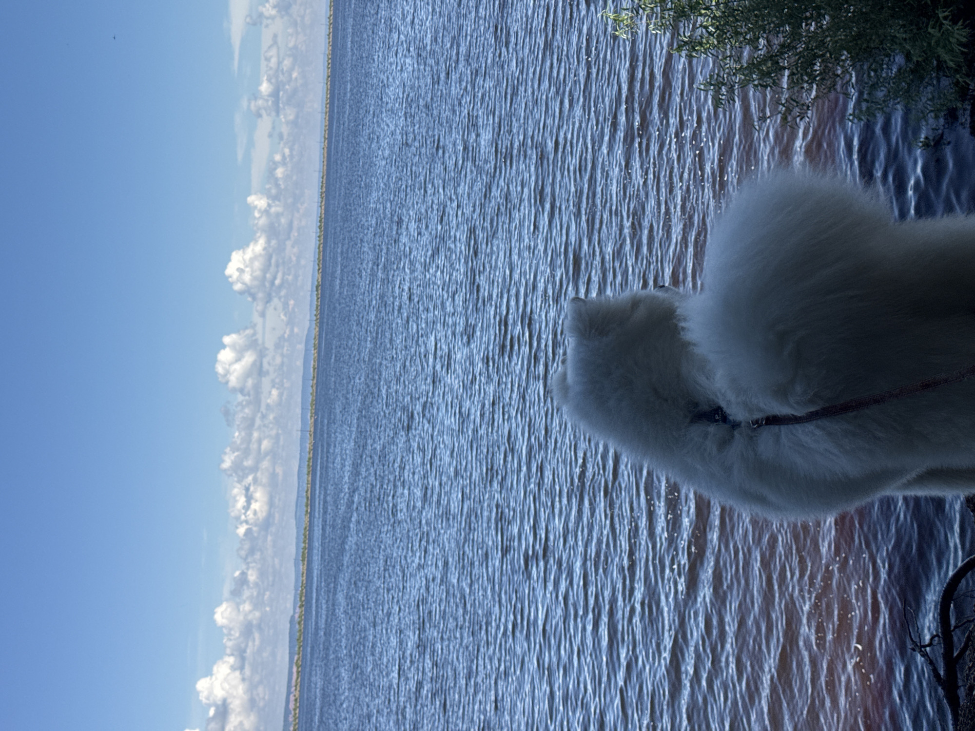 A fluffy white dog wearing a red leash and harness is seen from behind, looking out at a large body of water. The dog is positioned in the foreground on the left side of the image. The water is a deep blue with ripples, reflecting the bright blue sky above. In the distance, a thin line of land with trees and structures can be seen, possibly indicating a shoreline or a bridge. The sky is a vibrant blue with scattered white clouds, some of which appear fluffy and cumulus-like. The overall impression is a serene outdoor scene, likely in a park or natural area. The location is identified as Chaikovsky, Russia, suggesting the body of water might be a reservoir or a large river.