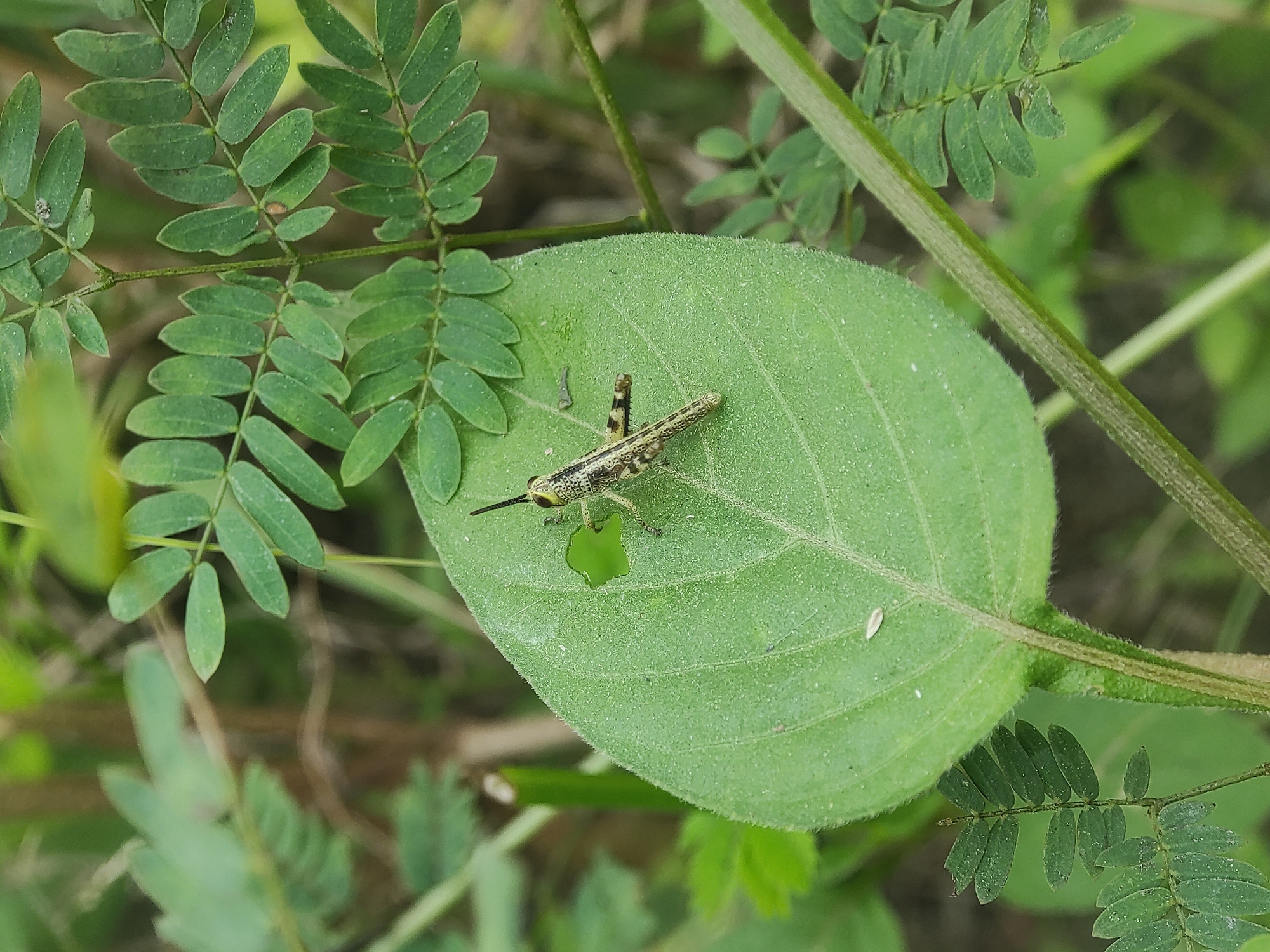 A small, camouflaged grasshopper rests on a large, vibrant green leaf, captured in a close-up shot in Lhokseumawe, Indonesia. The grasshopper, mottled with patterns of green, brown, and black, is positioned towards the upper left portion of the prominent leaf, facing left. Its elongated body and antennae are clearly visible, blending effectively with the surrounding foliage.
The large leaf on which the grasshopper sits is broad and rounded, displaying a slightly fuzzy or textured surface and distinct veins. A notable detail is a fresh, irregularly shaped bite mark or hole on this main leaf, located directly beneath the grasshopper's body, hinting at recent feeding. In the background and foreground, several branches with smaller, compound leaves are visible, characterized by numerous small, oval leaflets, adding to the lush green environment. The scene is illuminated by natural light, suggesting it is daytime. No human presence or text is visible in the image.