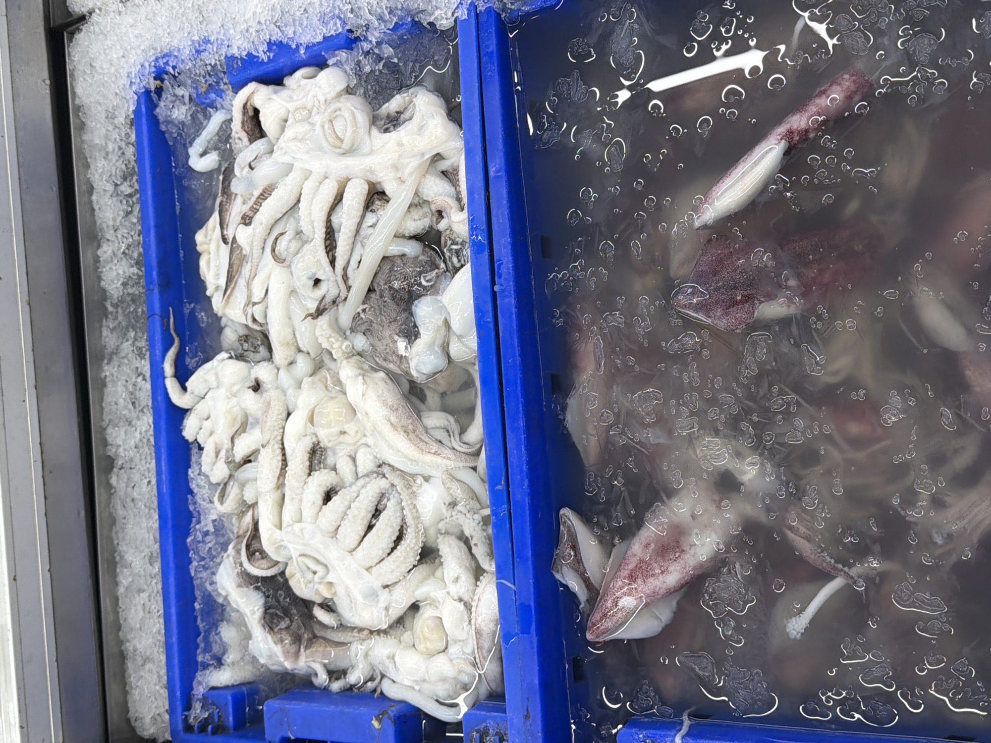 The image displays a top-down view of two blue plastic crates filled with fresh seafood, likely squid or cuttlefish, arranged in a commercial setting such as a market or seafood stall.
The left crate is largely filled with a pile of white or very light-colored cephalopods, predominantly showing their tentacles and body parts. These appear to be raw, possibly cleaned, and are resting on a bed of crushed ice, which is also visible around the crate's edges. The ice is melting, creating some watery sheen among the seafood.
The right crate contains several darker, reddish-brown squid submerged in water. The water surface is covered with numerous small, circular air bubbles, suggesting movement or aeration of the water. Some of the squid are clearly visible beneath the surface, showcasing their distinct body shapes and coloration. One squid in particular, in the upper-central part of this crate, is quite distinct, displaying its elongated body.
Both crates are made of blue plastic and are positioned closely together. A metallic surface, possibly a counter or display case, is visible along the left side of the image. No people or text are visible, and the time of day or weather cannot be determined from the indoor setting. The scene captures the raw, unprocessed state of fresh seafood ready for sale or preparation.