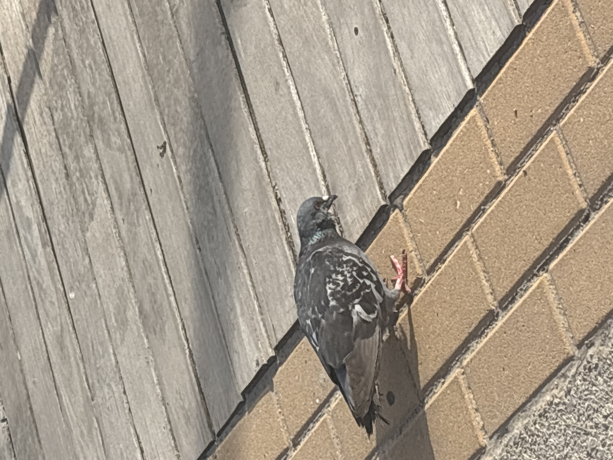 The image shows a pigeon standing on a paved surface that transitions from tan brick-like pavers to a wooden deck. The pigeon is predominantly gray with white and black markings on its wings and body. It is facing towards the right side of the frame with its head lowered, appearing to peck at the ground. Its legs and feet are a vibrant pink color. The wooden deck is composed of parallel planks of weathered gray wood. The scene is outdoors, under natural lighting, casting a shadow of the pigeon onto the pavers. The location is identified as Urbanización Cabo Roig, Spain.