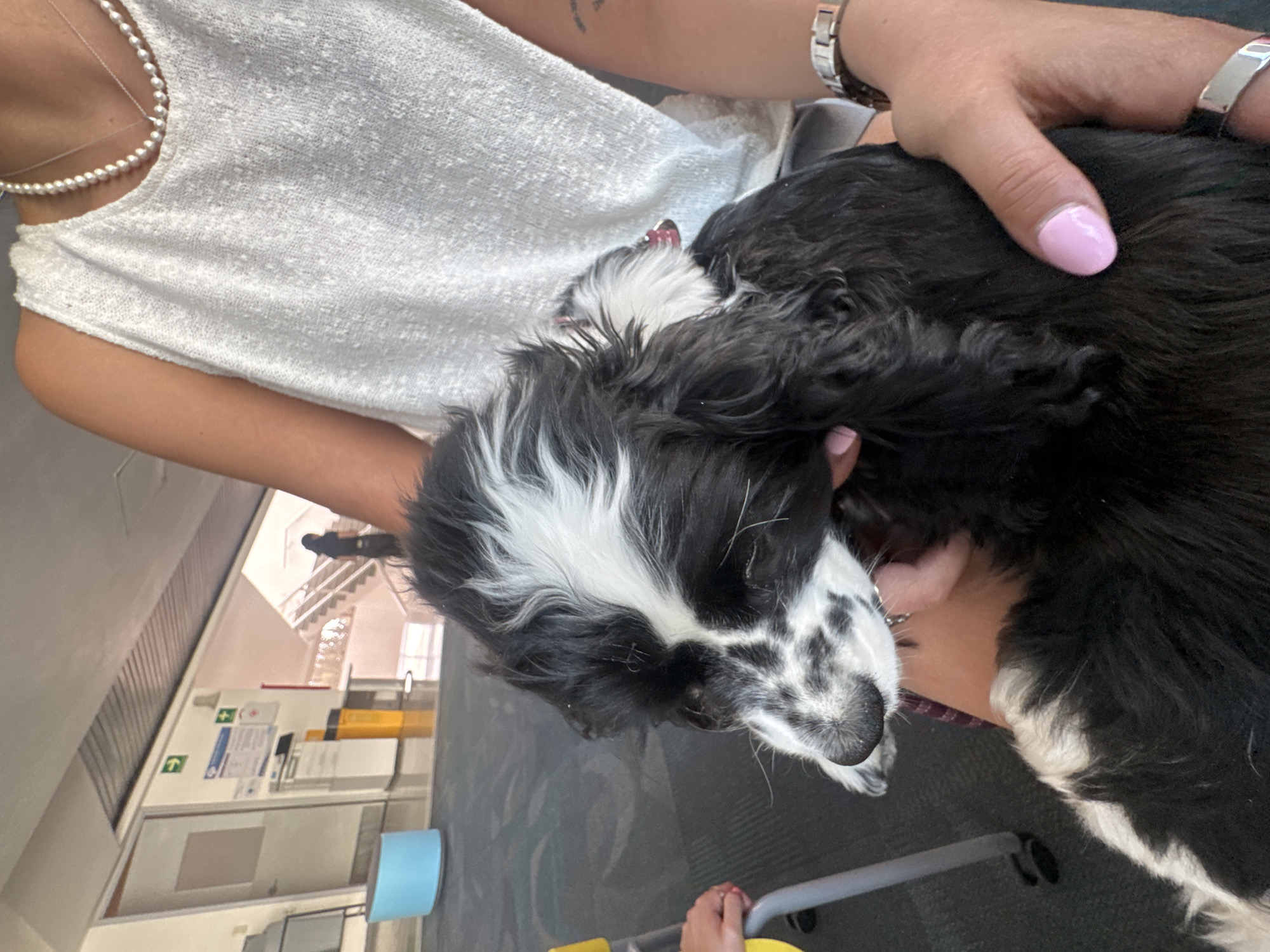 The image depicts a black and white bicolored puppy, consistent with a cocker spaniel type, being held by a person in an indoor public setting. The puppy features primarily black fur with distinct white markings on its forehead, muzzle, and chest, and wears a red collar. It is oriented facing left, looking downwards.
The person holding the puppy, visible from the torso to the hands, has medium skin tone. They wear a textured light-colored sleeveless top, a pearl necklace, a delicate silver chain, a silver-toned watch on their left wrist, and a silver bangle bracelet. Their fingernails are painted with light pink polish. A small, indistinct tattoo is visible on the upper left arm. A separate hand, also with light pink nail polish, is partially visible in the bottom left corner, resting on a yellow object that appears to be part of a chair or small piece of furniture.
The background shows a public environment with a dark patterned carpet in the foreground, transitioning to a lighter, possibly tiled floor. Visible elements include a light blue cylindrical object, a white door, a green directional arrow sign, a white sign with a green cross (often indicating first aid), a white utility cart, and two yellow cylindrical trash receptacles with black tops. Further in the background, an out-of-focus individual in dark clothing is seen ascending a staircase with a handrail. The scene is consistent with a public facility such as an airport or a large public building in Heroica Puebla de Zaragoza, Mexico.