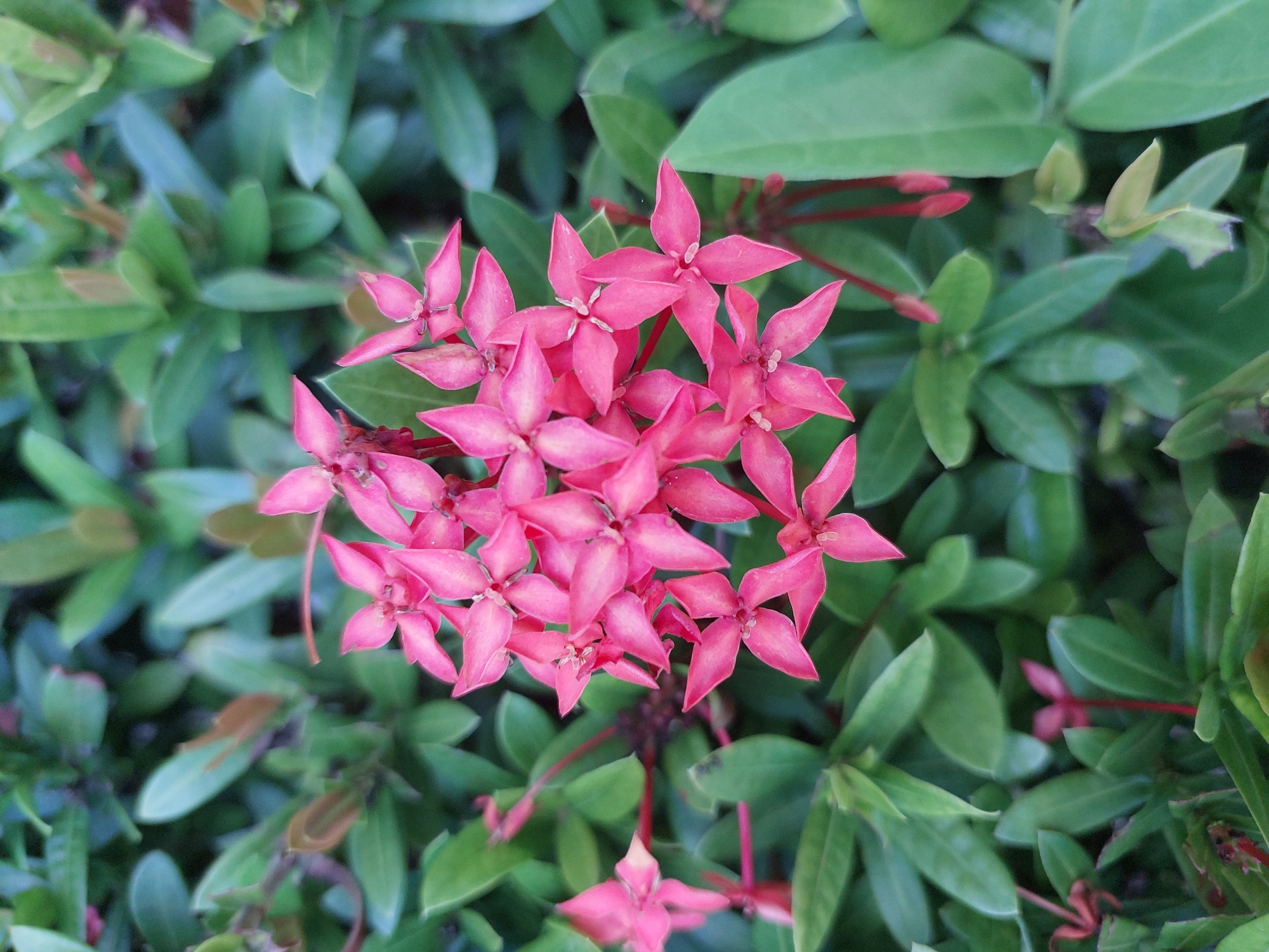 The image shows a close-up of a cluster of bright pink ixora flowers with a background of lush green foliage. The flowers are star-shaped and have four petals. They are arranged in a dense cluster, with some individual flowers visible on the edges. The leaves in the background are a deep green and appear slightly out of focus, creating a bokeh effect that emphasizes the flowers. The lighting suggests it is daytime. The location is Baan Mae Nam, Thailand.