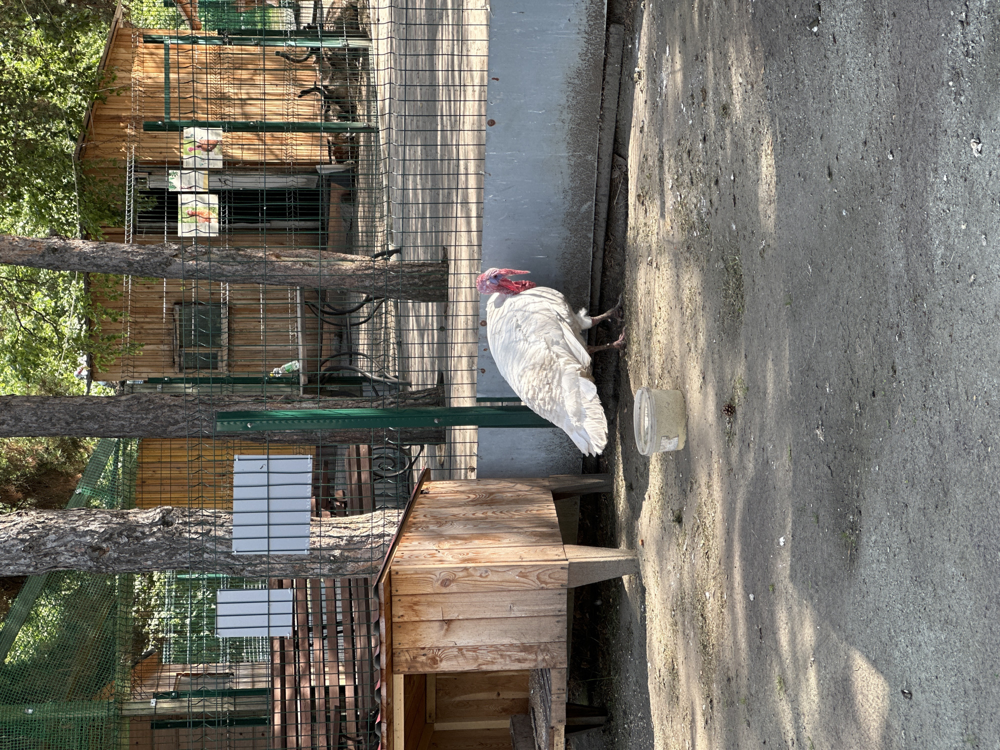 This image depicts an outdoor scene in Duvankul', Russia, likely at a zoo or animal enclosure. The primary subject is a white turkey standing on a dirt path. The turkey has red wattles and a prominent red snood. To the left of the turkey is a small wooden structure with a sloped roof, possibly a shelter or nesting box for animals. Beyond this structure, a fenced enclosure is visible, constructed with wooden planks and wire mesh. Within the enclosure, there are glimpses of more wooden structures and what appear to be feeders or decorative elements with images of birds. Trees with green foliage are visible in the background, suggesting it's daytime and possibly a mild season. The ground is a mixture of dirt and small stones, with scattered debris and shadows cast by the sun. A clear plastic container, possibly a food or water dish, is placed on the ground near the turkey. The scene conveys a sense of a rural or semi-rural environment, likely related to animal husbandry or a wildlife exhibit. There is no visible text in the image.