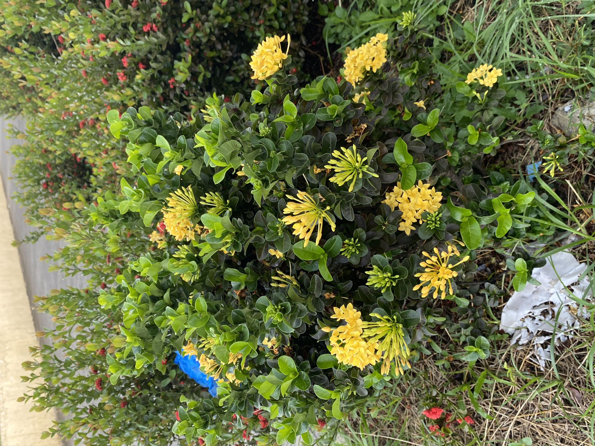 The image shows a cluster of yellow Ixora flowers in full bloom, surrounded by green foliage, likely located outdoors. Some grass and debris (potentially discarded plastic) are visible near the plants. Another plant with small red flowers appears in the periphery. The location is suspected to be Davao City, Philippines. No people are visible.