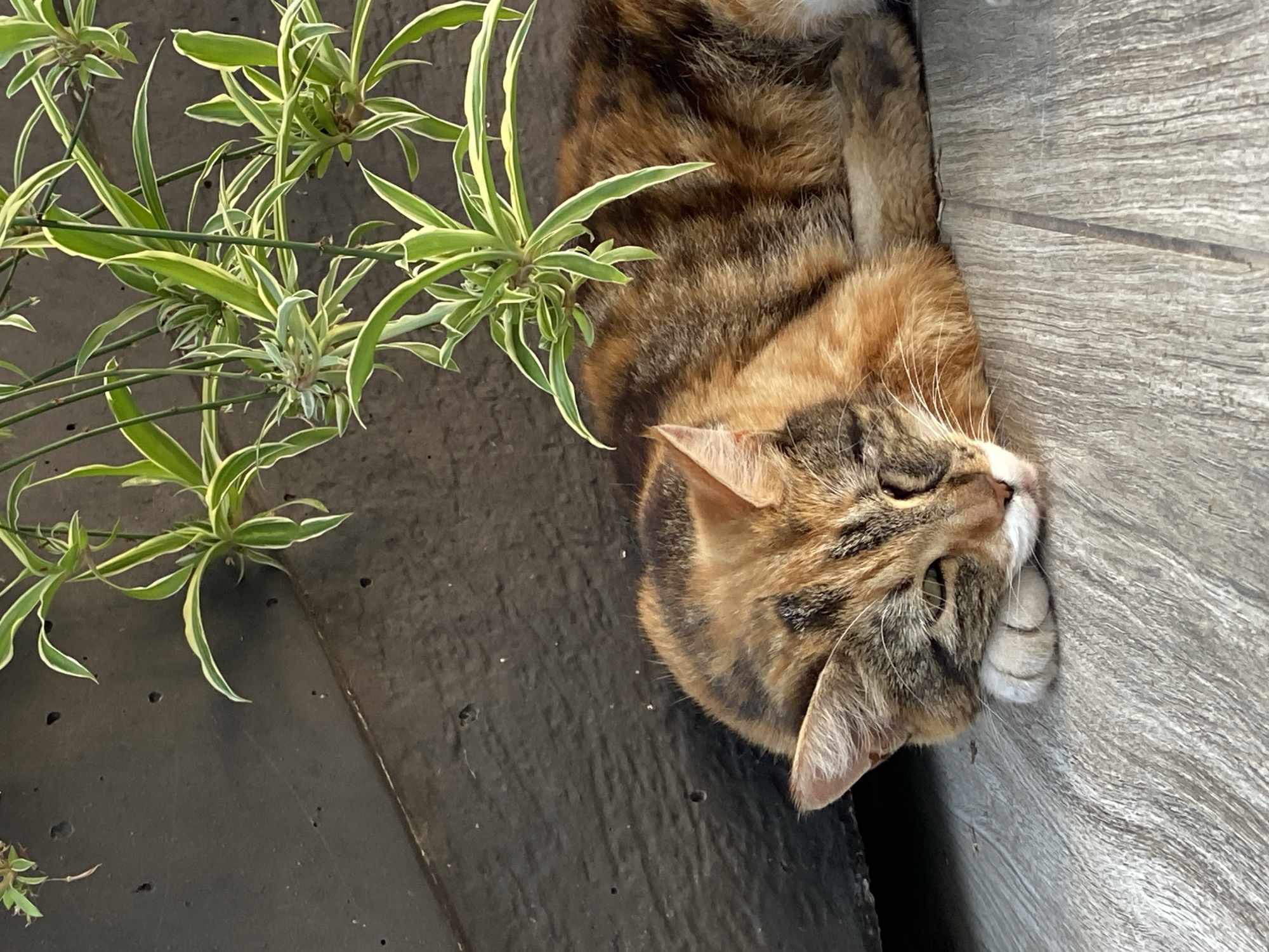 A calico cat rests its head on its paws on a wooden surface. The cat is lying next to a dark, textured wall, with a spider plant hanging over it. The scene appears to be outdoors, possibly on a patio or balcony. There is no indication of its location in Budva, Montenegro.