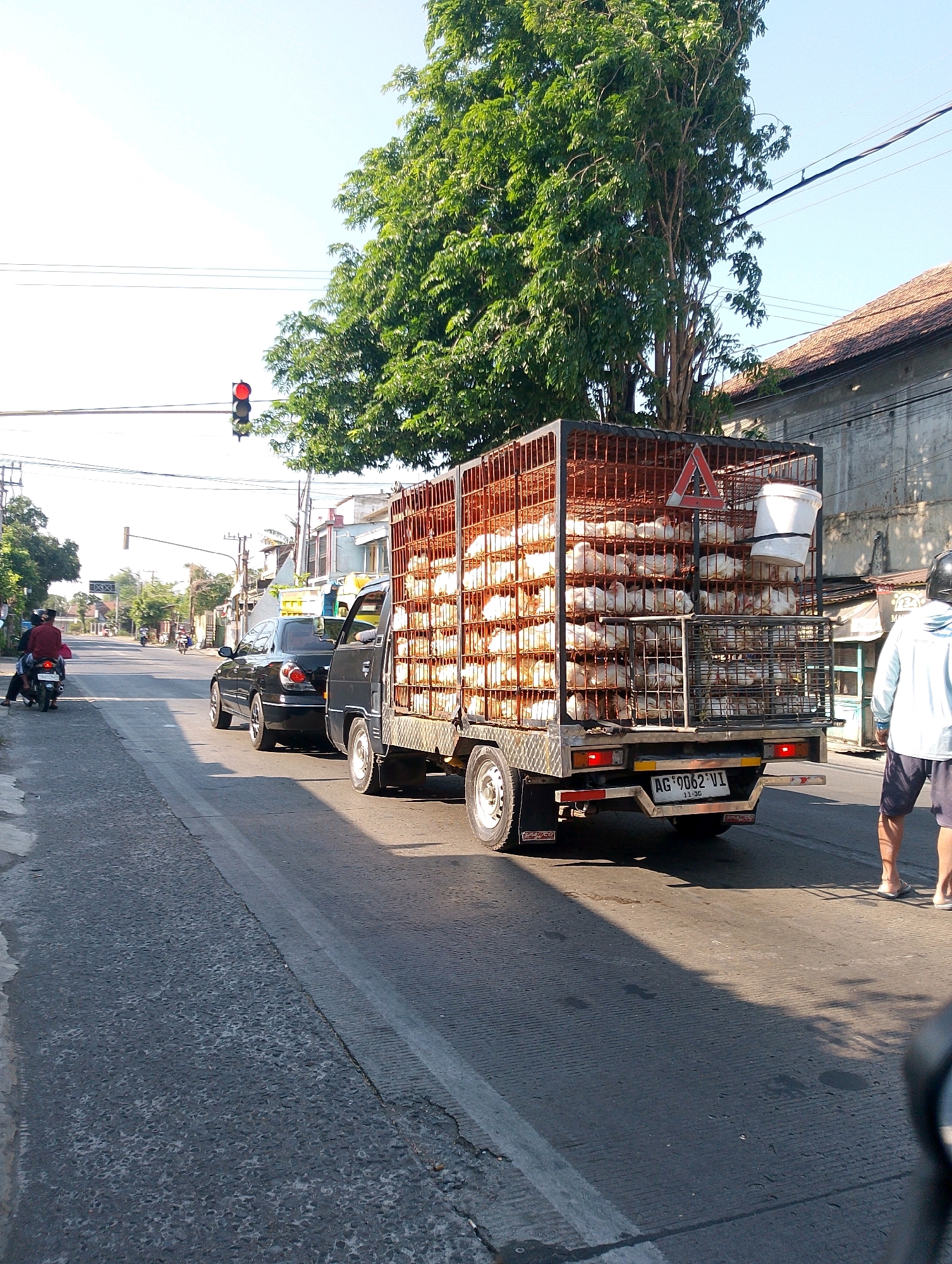 In Tiripan, Indonesia, a sunny day unfolds on a paved road. A large truck, its cage filled with numerous white chickens, is the central focus. The truck is parked, possibly at a traffic light, as indicated by a red signal overhead. Beside the truck, a black sedan is stopped. On the left side of the road, a motorcycle with two occupants, one wearing a red shirt, is also stopped. Further down the road, other vehicles and buildings are visible, suggesting a moderately urban or semi-rural setting. A man in a light blue shirt and dark shorts stands on the right side of the road, facing away from the camera. The environment appears to be a street with trees lining the sides and overhead power lines.