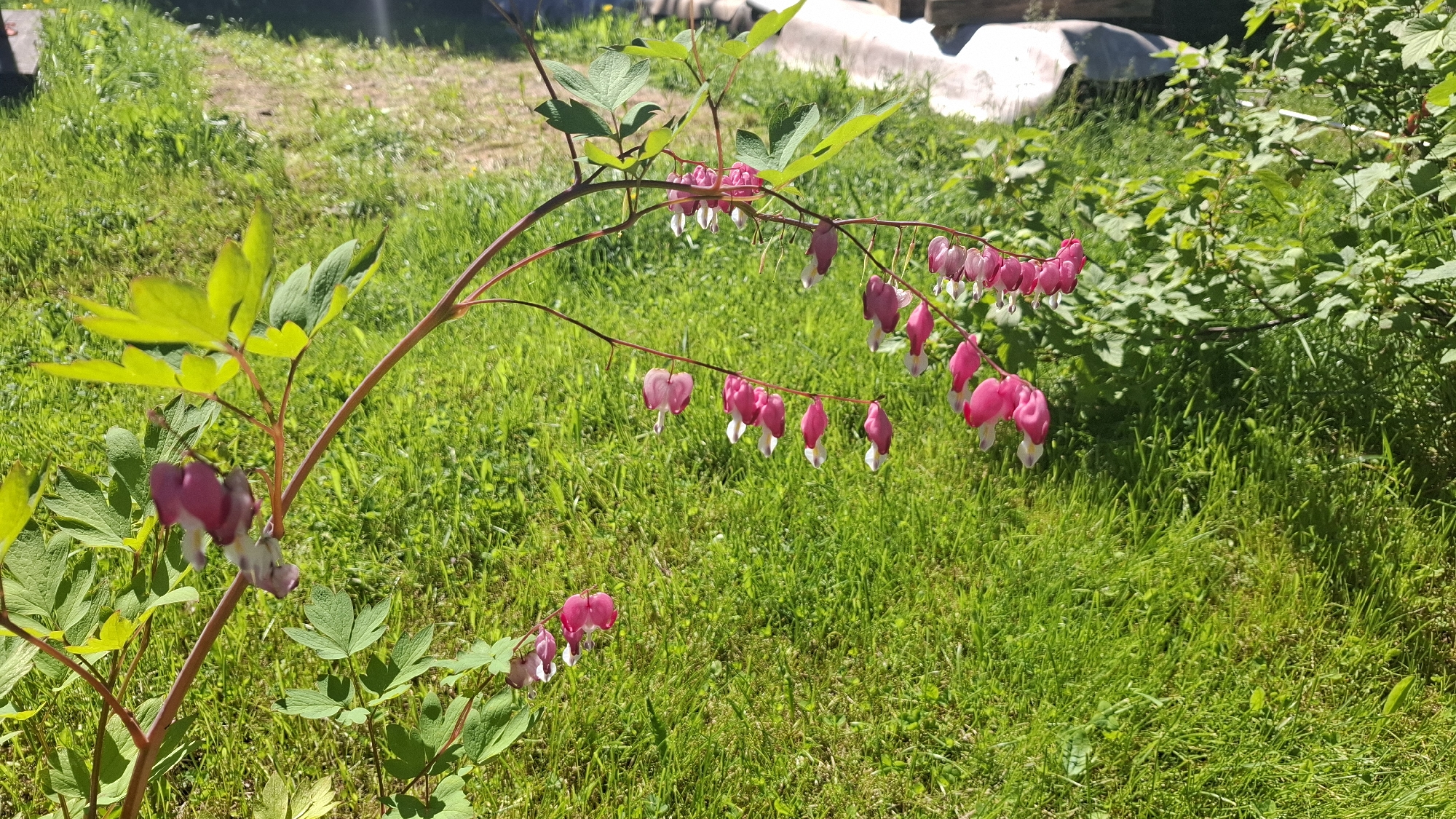 In Novovilgovskoye Sel'skoye Poseleniye, Russia, a garden scene is captured on a bright, sunny day. The primary subject is a bleeding heart plant, its delicate pink, heart-shaped flowers, with white tips, cascading from thin, arching stems. The plant's vibrant green, lobed leaves provide a lush backdrop. The background consists of a well-maintained lawn of green grass, with hints of other foliage and some indistinct structures or objects in the far background. The lighting suggests a midday sun, casting subtle shadows and highlighting the textures of the plants and grass. There are no people or animals visible in the frame, and no discernible actions are taking place other than the natural growth and display of the flora.