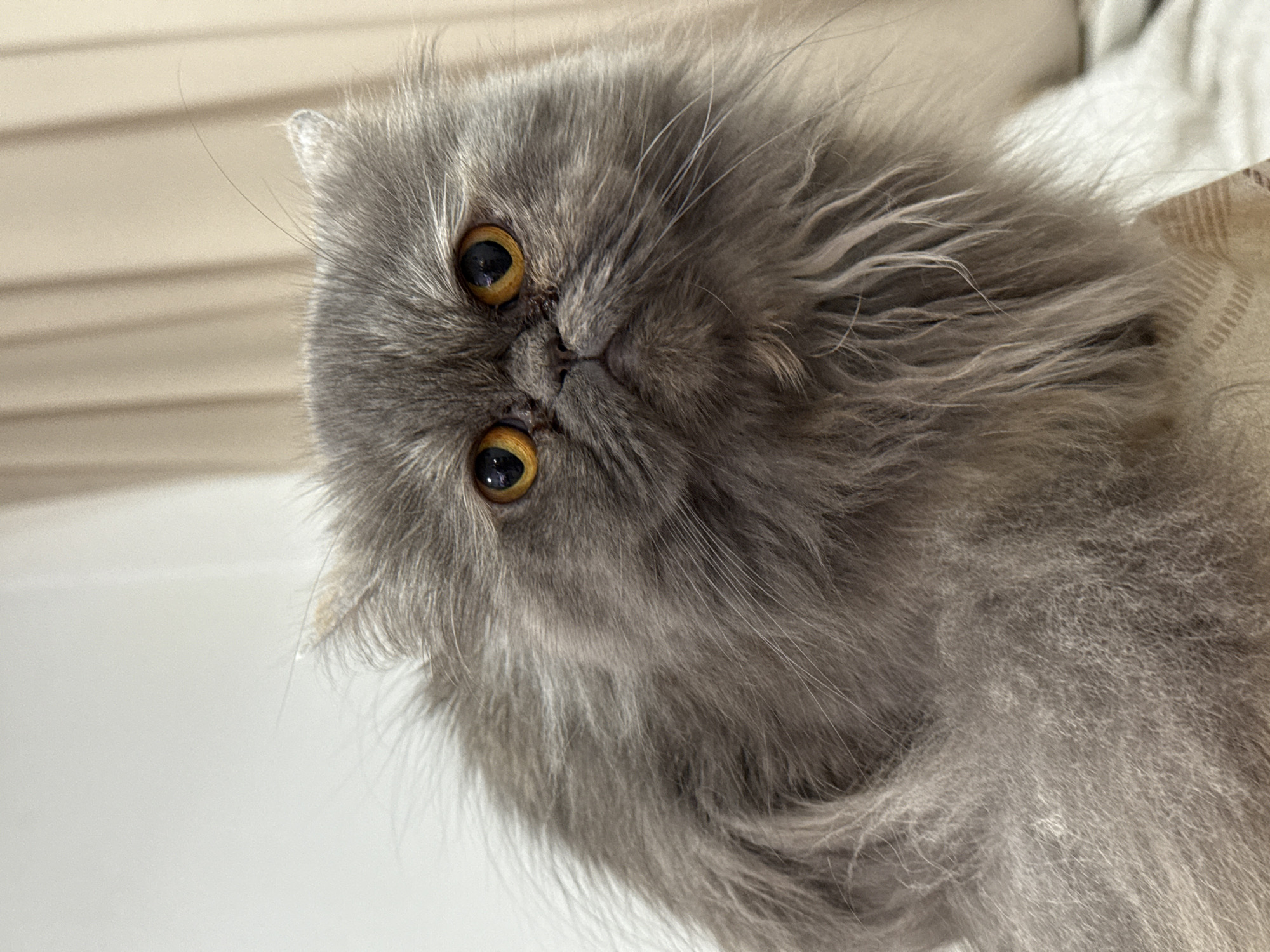A close-up, slightly tilted perspective captures a gray, fluffy Persian cat with golden eyes. The background is indistinct, suggesting a domestic interior. The cat is the primary subject, filling most of the frame. There is no indication of Burgas, Bulgaria, or any city location in the image.