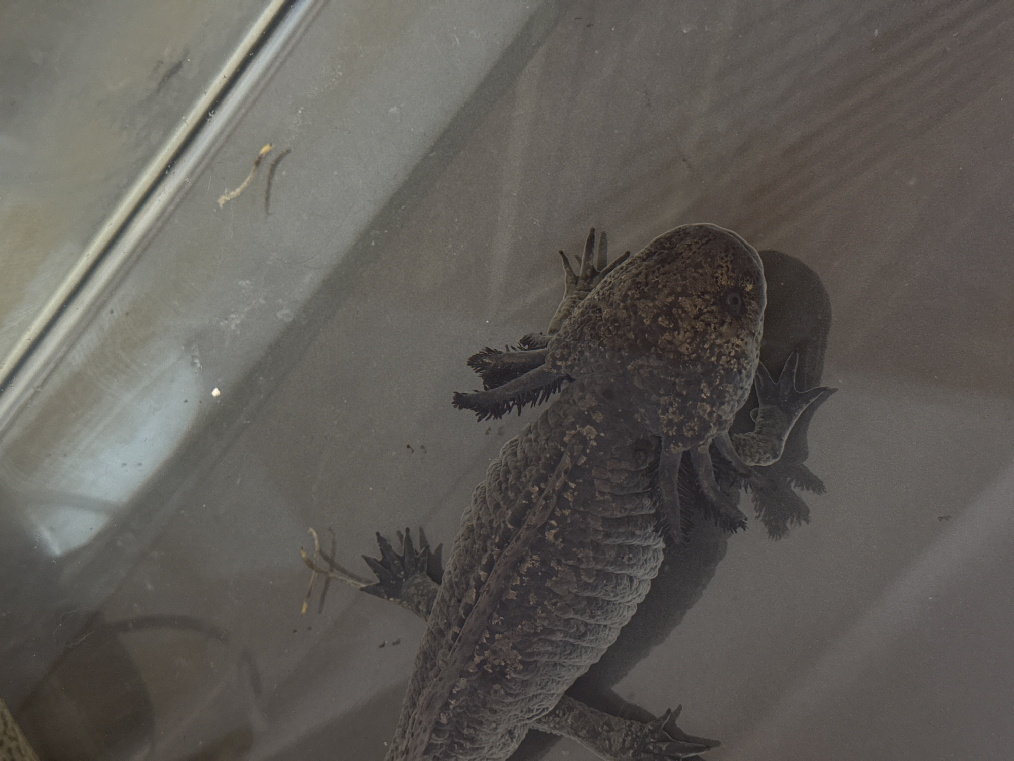 An axolotl is seen from above in a glass container. The axolotl is dark in color with feathery gills. The container appears to be filled with water and the background is a blurred, grey surface. There is no evidence to suggest this image was taken in Moscow, Russia.