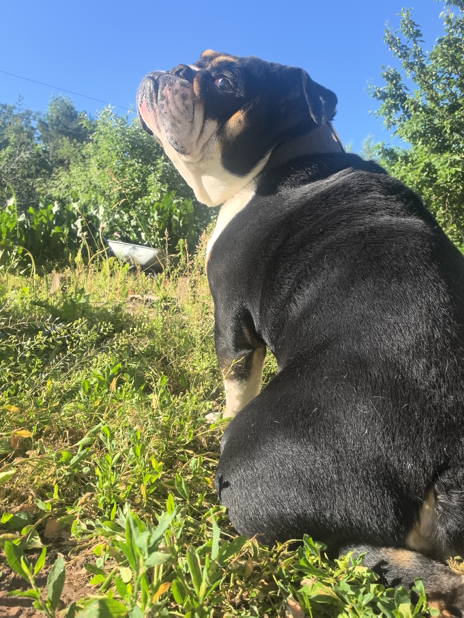 A tri-colored bulldog is sitting on a patch of dry grass and weeds under a clear blue sky. The dog is facing away from the camera, looking up and to the left. Its head is slightly tilted, and its mouth is open, revealing its tongue. The dog's fur is predominantly black, with white and tan markings on its face and legs.
In the background, lush green foliage and trees are visible, along with a single power line stretched across the sky. A wheelbarrow, appearing weathered and possibly rusty, is partially obscured by the vegetation in the middle ground. The overall impression is that of a sunny outdoor scene, likely in a rural or semi-rural setting. There is no specific indication of the city of Noviy, Russia within the image itself.