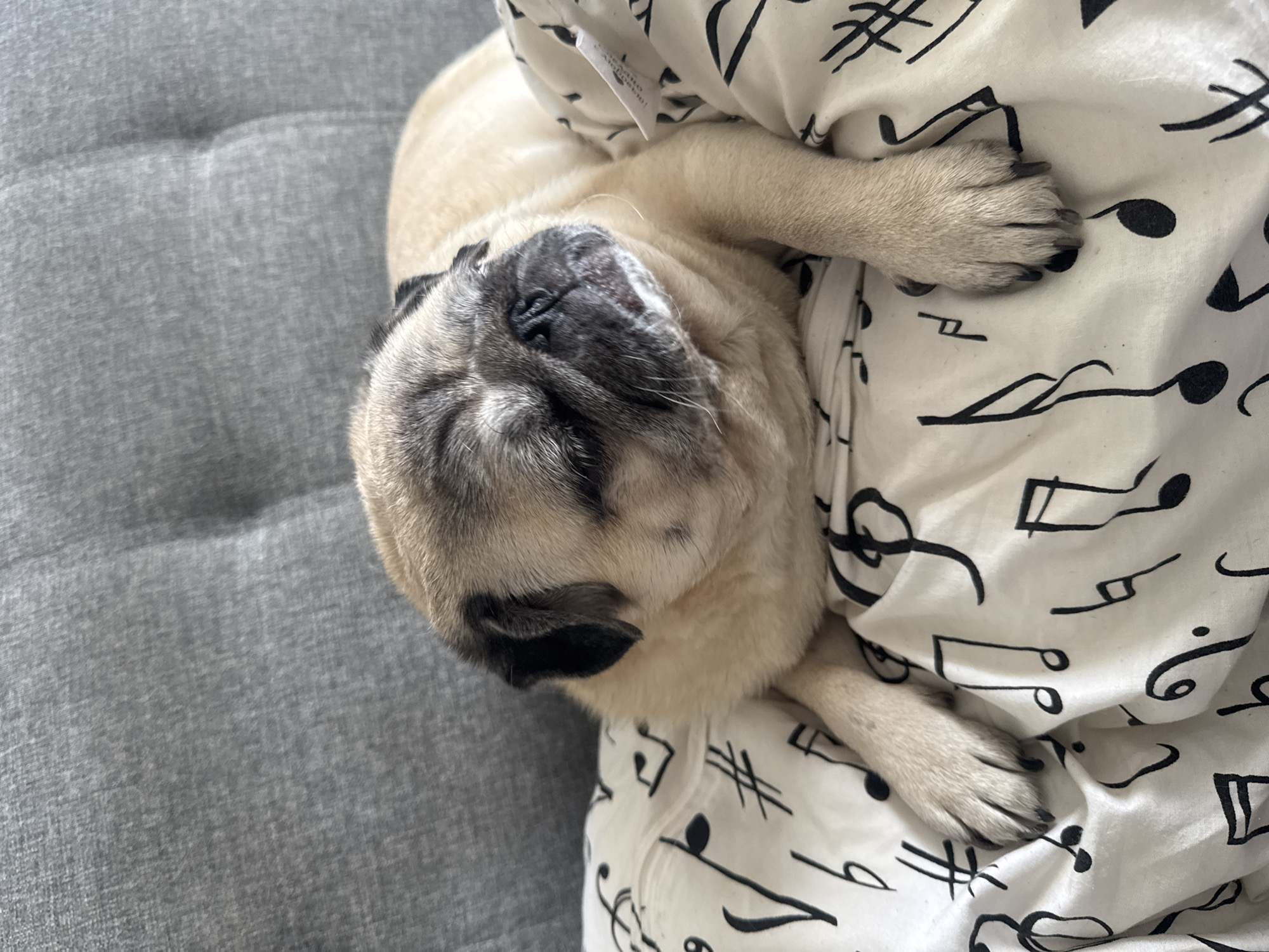 A fawn-colored pug dog with dark markings around its eyes and ears is lying on its side on a white surface with black musical notes printed on it. The dog's eyes are closed, and its head is tilted slightly. Its front paws are resting on the surface. Behind the dog is a gray, tufted surface that appears to be a couch or headboard. The lighting suggests an indoor setting, possibly a bedroom or living room. There is no indication of the location being in Bishkek City, Kyrgyzstan.