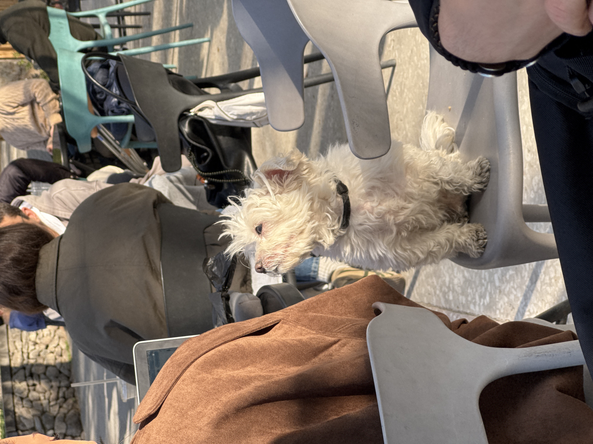 This image captures an outdoor cafe or patio scene in Yerevan, Armenia, during what appears to be a bright, sunny daytime. The central subject is a small, white, fluffy dog, possibly a West Highland White Terrier or similar breed, wearing a black collar. The dog is comfortably lying on its side across a light grey plastic chair, its head slightly raised as it looks towards the left side of the frame. Its fur appears somewhat matted in places.
Two people are partially visible in the shot. On the left side, a person wearing a brown jacket is seated, seen from behind and to the side, with a laptop open on what seems to be a table in front of them. Another person's arm and a portion of their body, dressed in dark attire, are visible on the far right, also seated.
The setting includes several plastic chairs of varying colors (grey, teal, black), some stacked or used to hold bags and other belongings. A brown jacket or coat is draped over a chair or person's lap in the lower center. The ground is paved with stones, and shadows are cast from the direct sunlight. The scene suggests a relaxed atmosphere where people are either socializing or working, with their canine companion nearby. No visible text is present in the image.