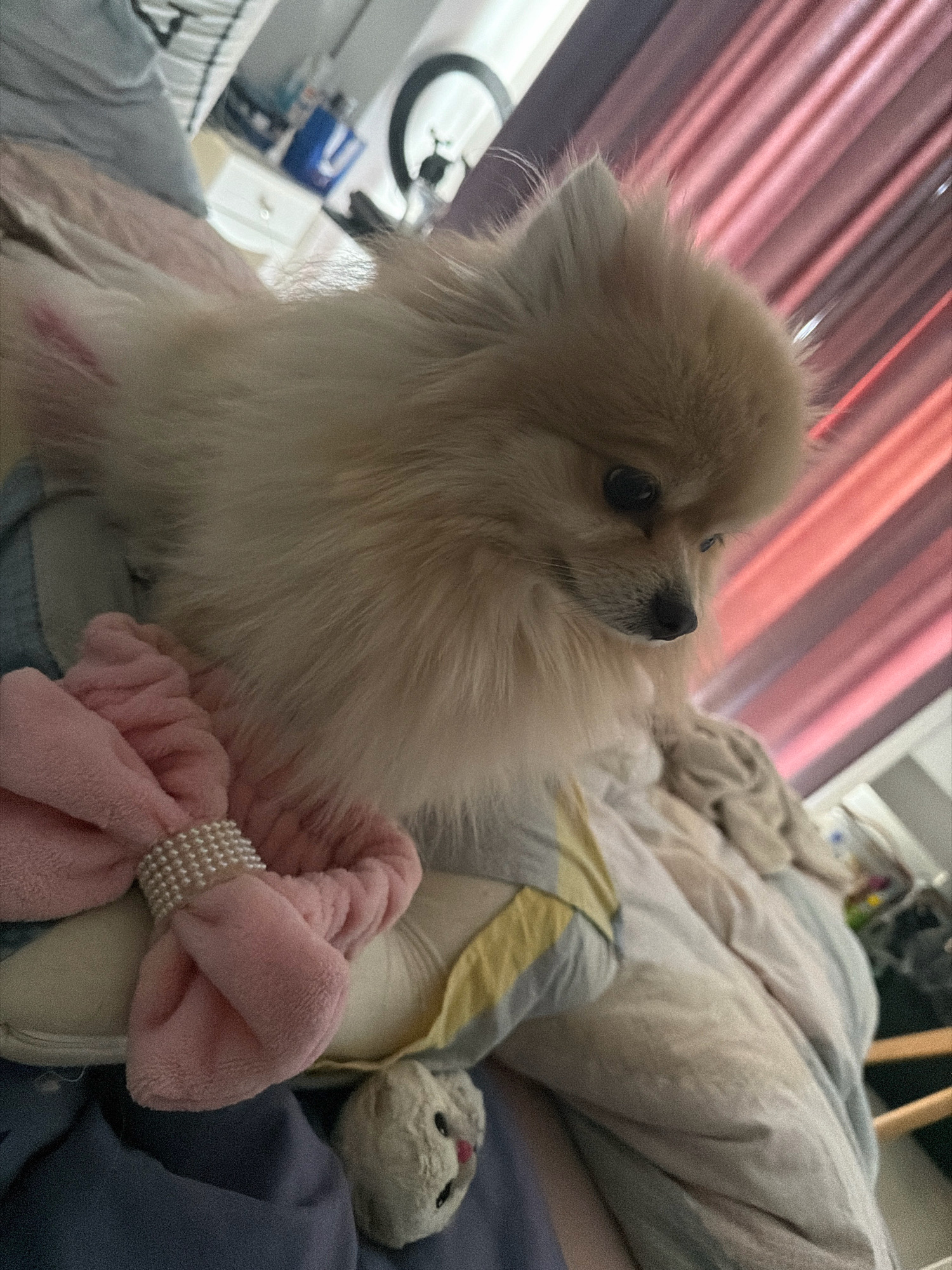 The image shows a fluffy, light-colored Pomeranian dog with dark eyes, sitting on a bed. A pink scrunchie with pearl embellishments is draped over a pillow near the dog. The background includes a draped curtain with pink and red stripes, and in the distance, hints of furniture and possibly toiletries on a surface. The setting appears to be indoors, likely a bedroom. There is no indication of the city of Tbilisi, Georgia, in the image.