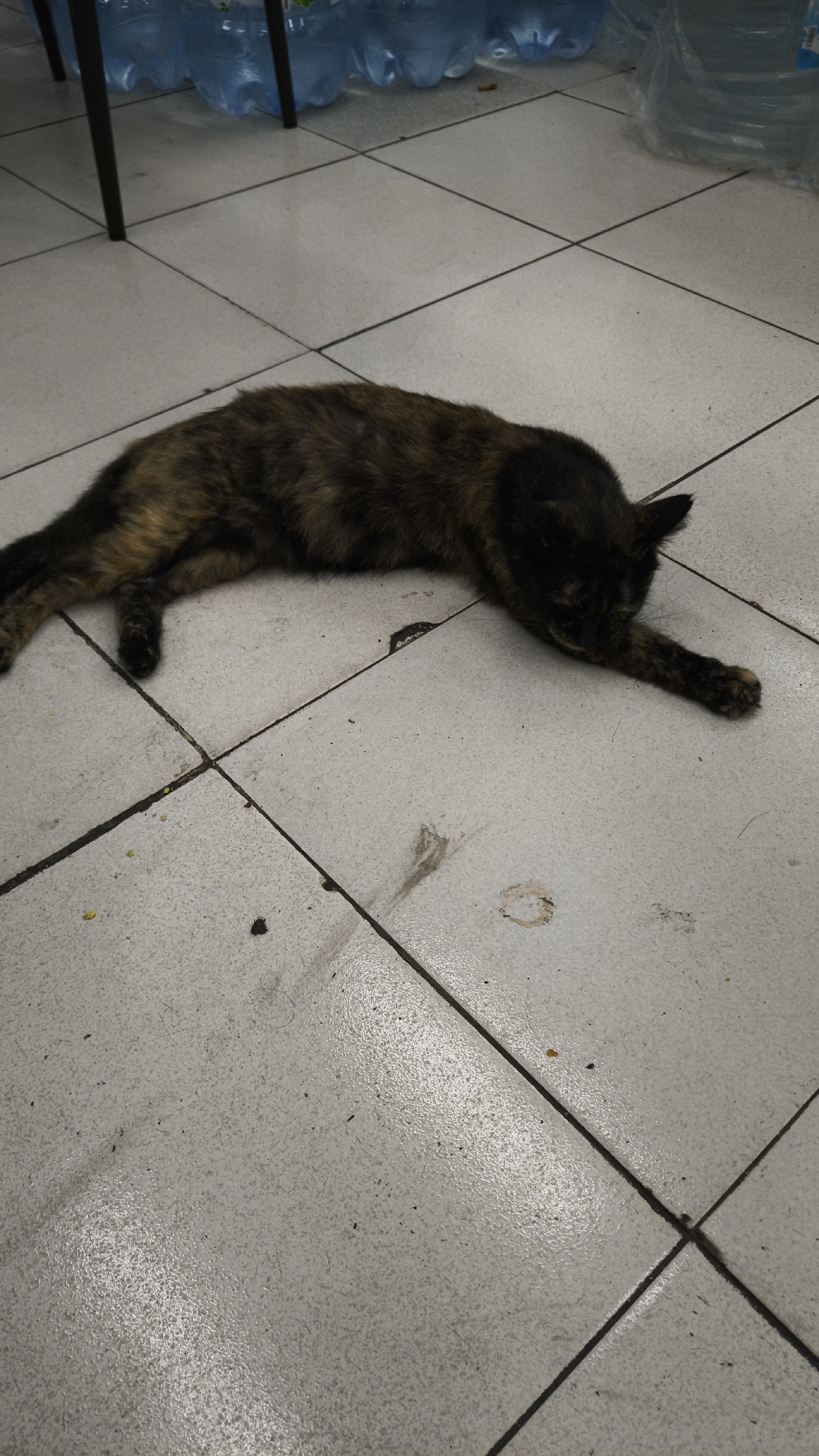 A tortoiseshell cat is lying stretched out on its stomach on a tiled floor. The cat is dark brown and black with patches of orange and tan. Its paws are extended in front of it, and its head is down on the floor. The floor is tiled with light-colored square tiles with dark grout lines. There are some light brown stains and debris on the floor near the cat. In the background, there are several large, clear plastic bottles filled with water, and the legs of a dark metal table. The scene appears to be indoors, possibly in a commercial or storage area, in South Jakarta, Indonesia.