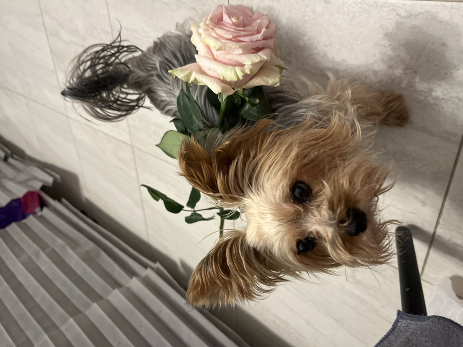 A Yorkie puppy lies on a tiled floor, its body oriented horizontally in the frame. A large, pale pink rose with green leaves sits on its back, near the puppy's gray and black fur. The puppy's face, with dark eyes and tan fur, is angled towards the camera. The backdrop includes a white, slatted object, possibly a radiator or blinds, on the left side, and part of a black object in the bottom right.
