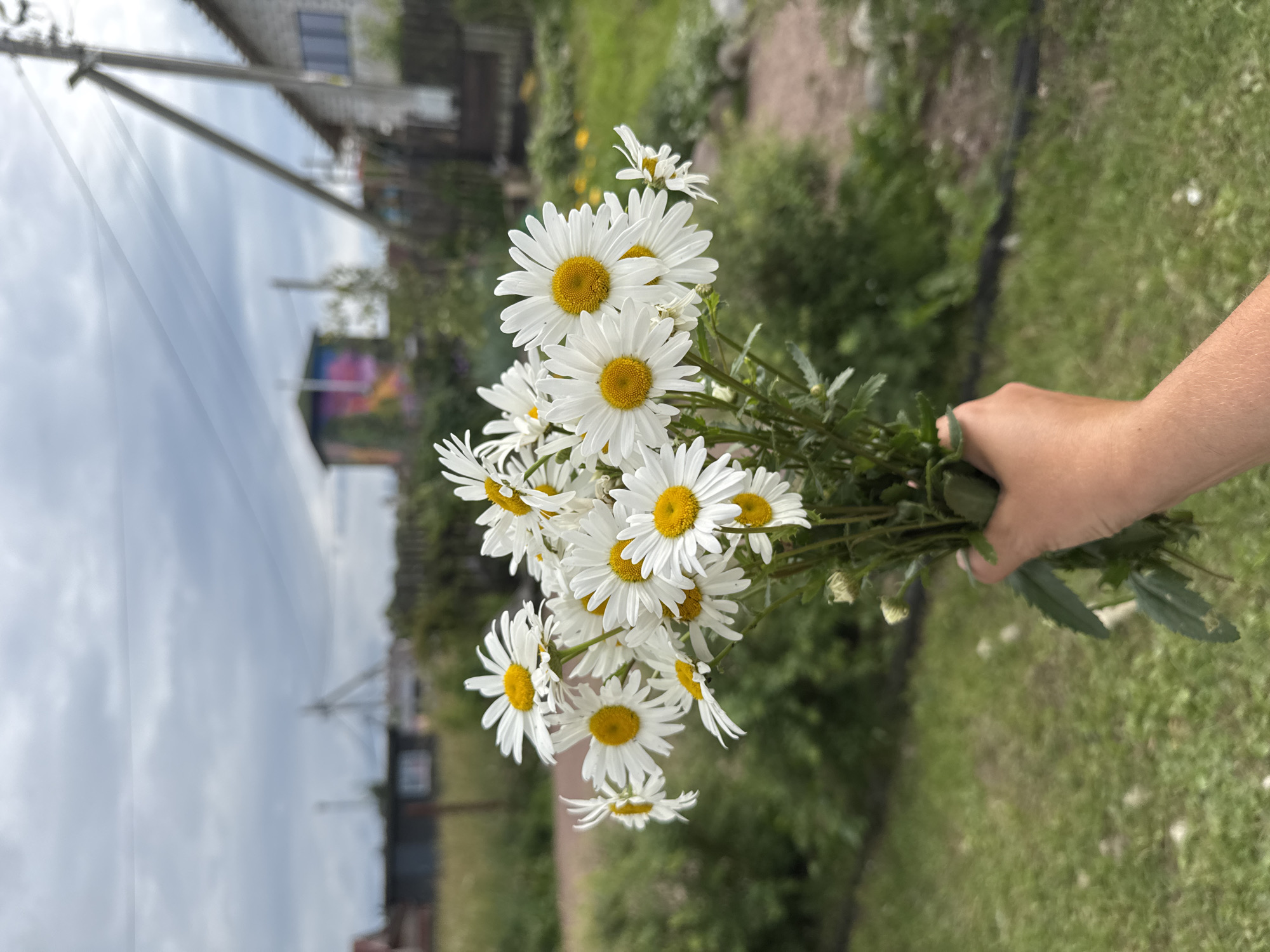 A human hand holds a bouquet of daisies outdoors in Kempelevo, Russia. The daisies are white with yellow centers and are arranged in a cluster. The background is blurred and shows greenery, a building with a mural, a fence, and power lines against a cloudy sky. The overall scene suggests a casual, possibly rural or suburban setting.