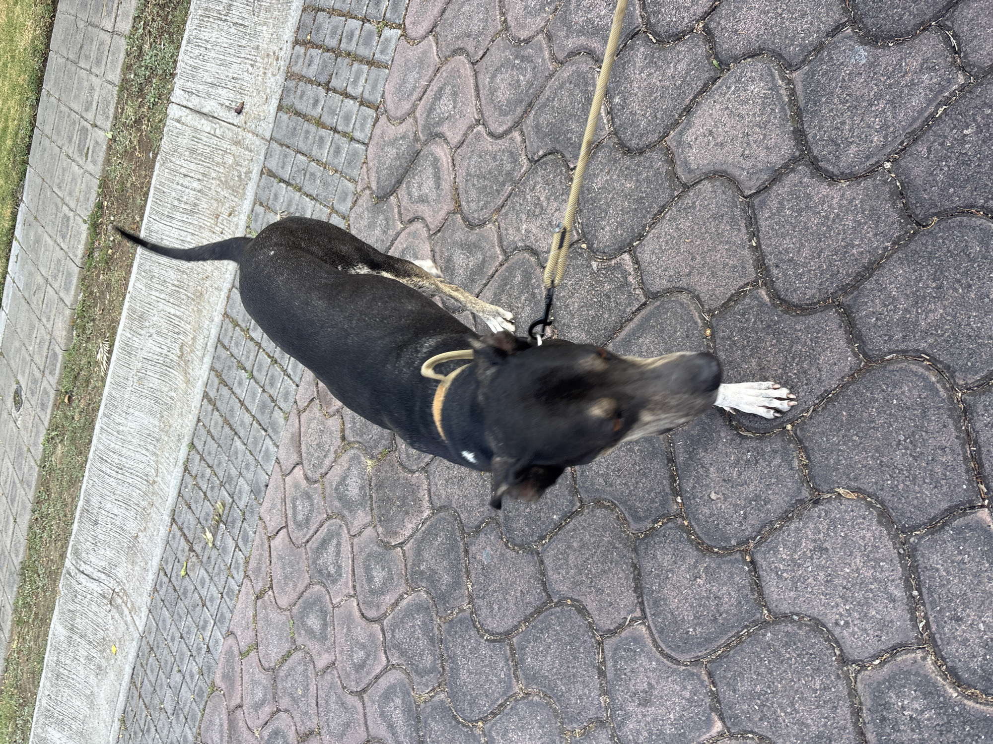 A high-angle shot shows a black dog on a leash standing on a gray paved walkway. The dog is mostly black with a white lower jaw, chest, and front paws. A yellow collar is visible around its neck. A beige leash is attached to the collar. The walkway is paved with irregularly shaped gray stones. Adjacent to the walkway is a narrow strip of grass and a concrete curb. The location appears to be Puebla, Mexico, but this is not confirmed in the image itself.