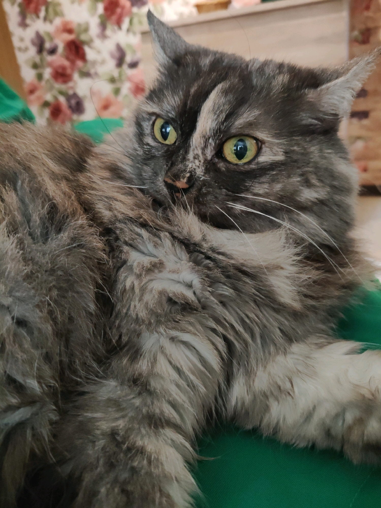 A close-up, eye-level shot shows a long-haired tabby cat with green eyes lying on a green surface. The cat is looking to its left, with its ears slightly perked. Its fur is a mix of gray, black, and white. The background is blurred and appears to be a wall with floral wallpaper. No specific location in Bol'shoye Kozino, Russia, is discernible from the image.