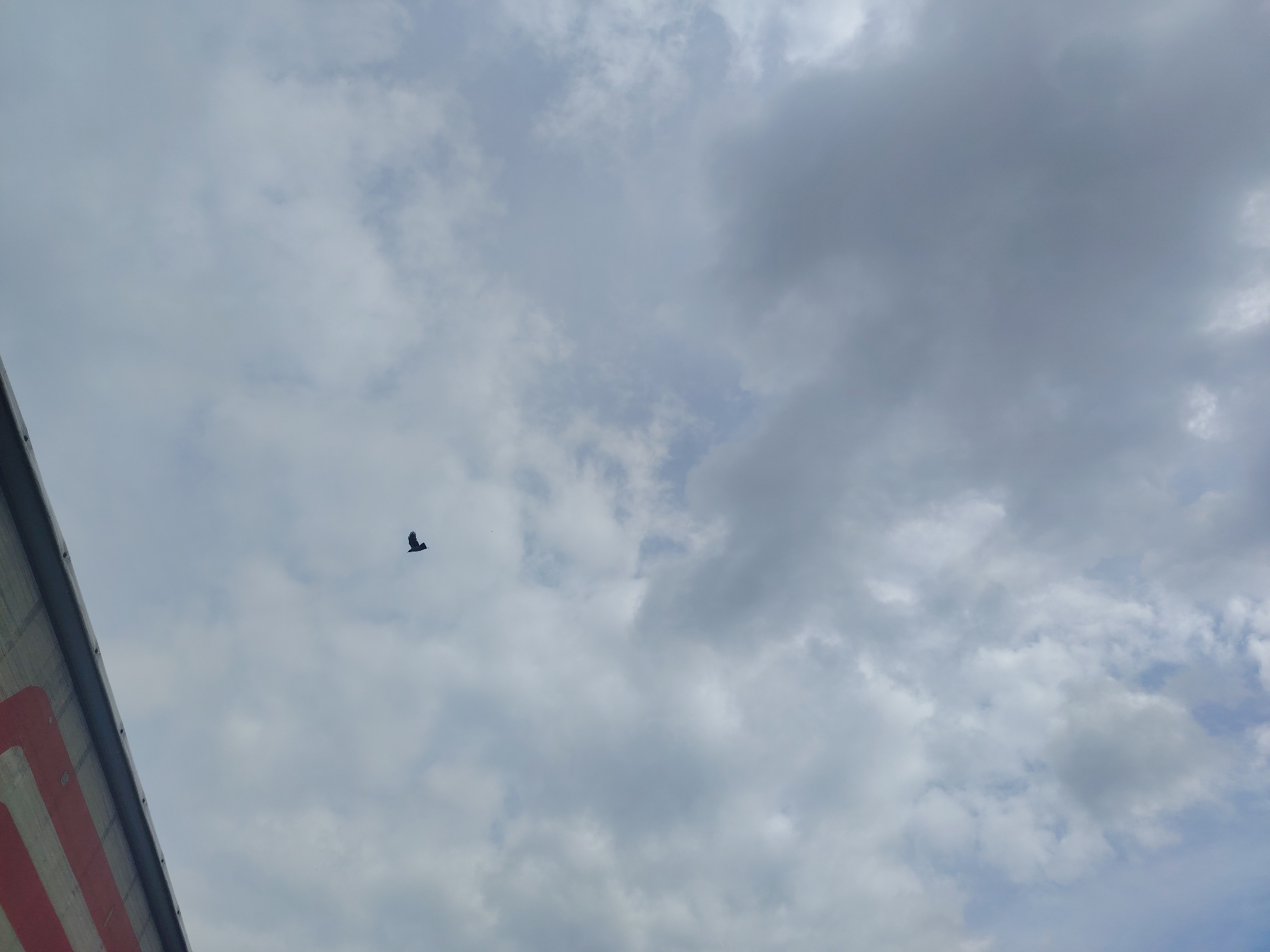 An adult bird, appearing dark in silhouette with its wings spread, flies in a pale, overcast sky above a portion of a red and white striped structure. The structure is on the left side of the frame and occupies the bottom left corner, angled upwards and to the right. The sky is filled with large, diffused clouds. The scene is a general view of the sky and a part of an overhead structure, with a single bird in flight. The location is identified as Khorugvino, Russia.