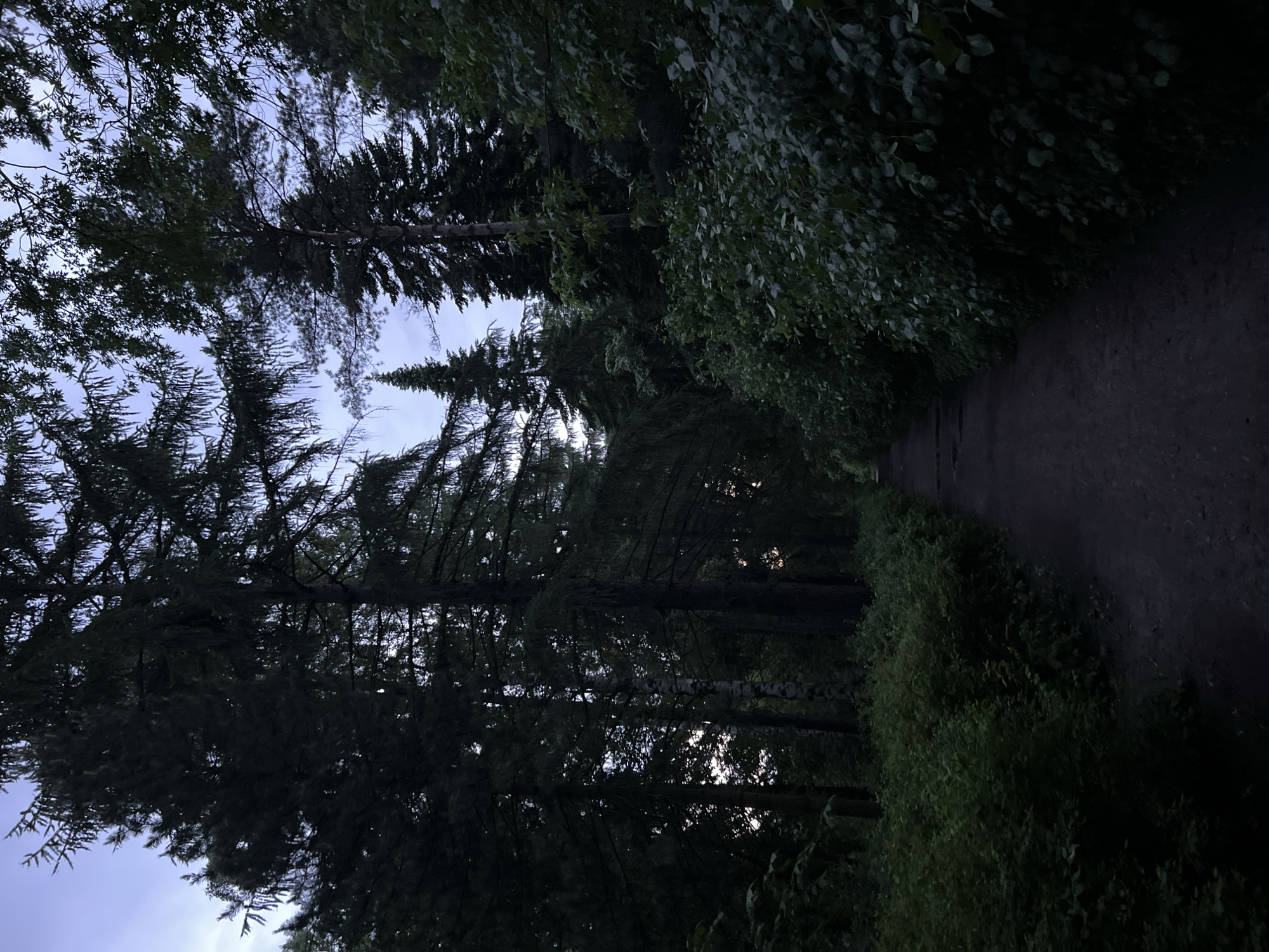 The image depicts a dark, tree-lined path leading through a dense forest. The sky above is a pale, hazy blue, suggesting either early morning or late evening. Tall evergreen trees dominate the scene, with a lighter-barked tree visible in the center. Lush green foliage lines the sides of the path, creating a sense of enclosure. The path itself appears to be made of dirt or gravel, with some scattered stones. There are no people or animals visible in the image, and the overall atmosphere is quiet and still. The location is likely a park or natural reserve within the city of Saint Petersburg, Russia, given the specific type of trees and the overall aesthetic.
