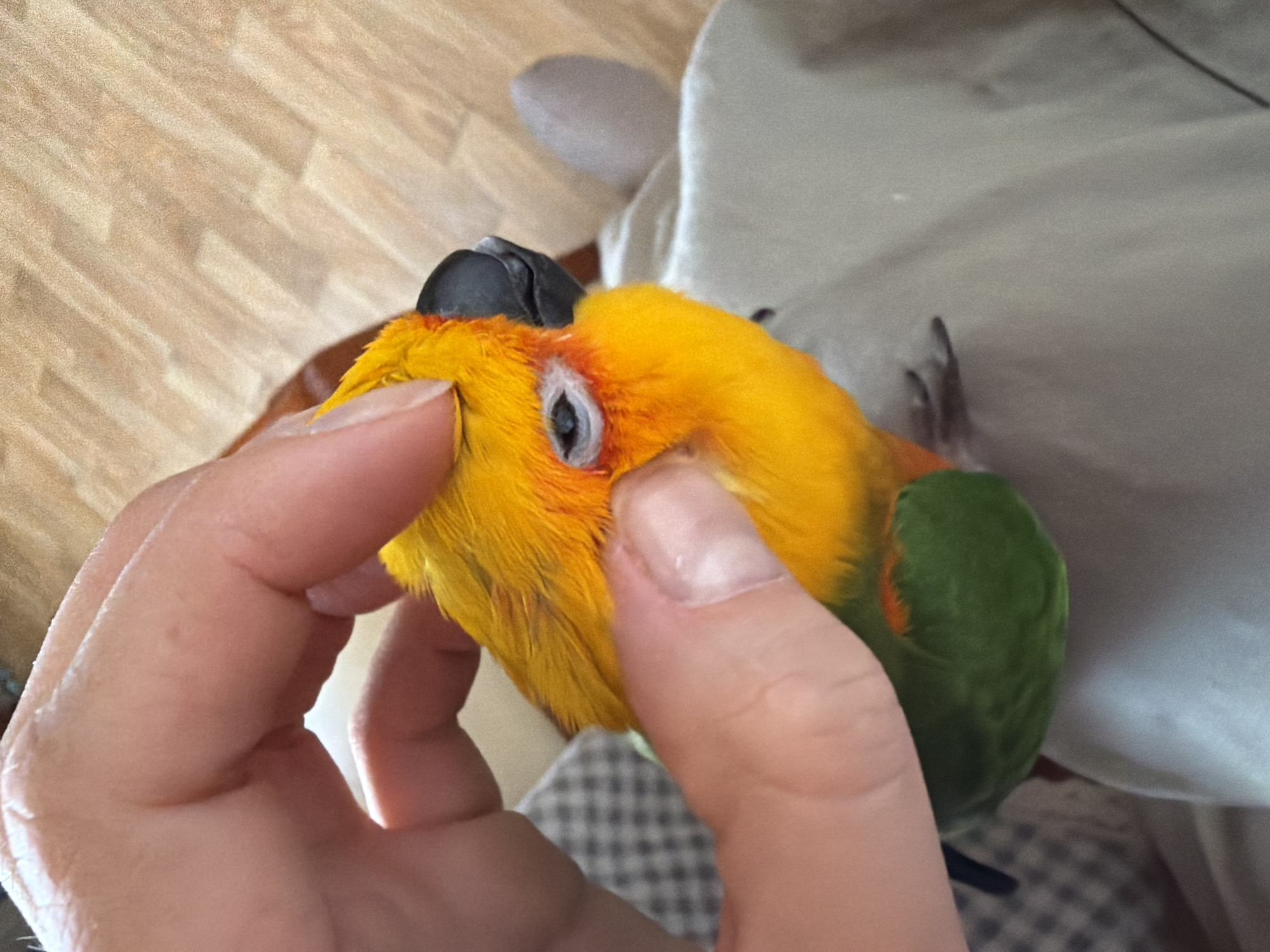 A person is holding a Jenday Conure bird with their left hand. The bird's head is mostly yellow with a black beak and a white-rimmed eye. The bird's body is green. The background is blurred but shows what appears to be a wooden floor and a white cloth. The location in Khimki, Russia is not evident from the image.