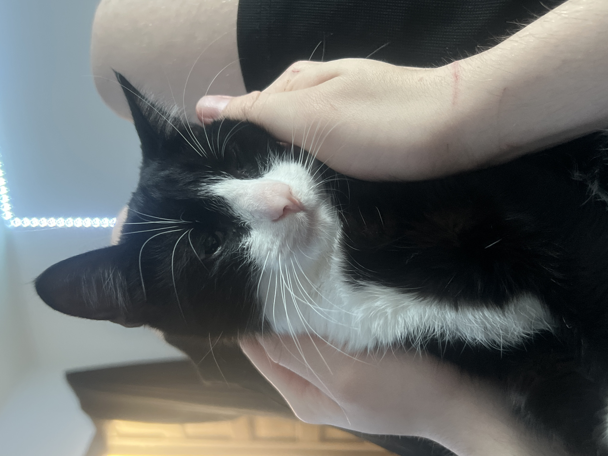 In an indoor residential setting in the city of Unknown, Unknown, a black and white tuxedo cat is centrally positioned, being cradled or petted by two human hands. The feline subject exhibits primarily black fur on its head, back, and ears, with a distinct white blaze on its muzzle, chin, and chest area, extending down its belly. Its nose is pink, and numerous prominent white whiskers emanate from its muzzle. The cat's eyes are partially or fully closed, indicating a relaxed state.
Two light-skinned human hands are visible, one on each side of the cat's head and neck region, with fingers gently contacting the fur. The hand on the right side of the cat (left side of the image) shows several minor superficial epidermal abrasions on the back of the wrist/forearm area. The cat appears to be resting on a lap, as a dark fabric, possibly clothing, and a light-skinned limb are visible directly behind and beneath the animal.
The background consists of a light-colored wall. To the upper right, a vertical string of illuminated blue-white light-emitting diodes (LEDs) is visible. To the upper left, a darker, possibly curtained area is present, with a diffuse warm yellow light source behind it, suggesting a window or another light fixture. The overall lighting is dim to moderate, with a mix of ambient and artificial light sources.