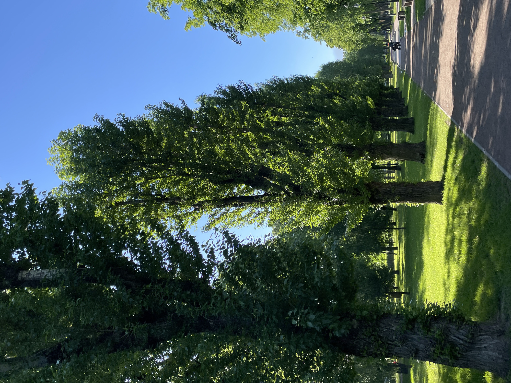 The image depicts a sunlit park avenue in Saint Petersburg, Russia, characterized by rows of tall, leafy trees. The perspective looks down a long pathway, framed by trees on both the left and right sides.
On the right, a paved path stretches into the distance, appearing suitable for walking or cycling. Alongside the path, a strip of vibrant green grass separates it from a dense line of trees. These trees cast distinct, elongated shadows across the grass and onto the pathway, indicating strong sunlight from a clear blue sky.
The trees themselves are mature, with thick trunks and abundant green foliage that forms a canopy, partially obscuring the sky overhead. The leaves appear fresh and vibrant, suggesting late spring or summer. To the left of the path, another row of similar trees lines a wider grassy area, where several park benches are visible tucked beneath the shade of the trees.
In the far distance, on the paved path, two small figures are visible. One appears to be on a bicycle or scooter, while another figure is walking alongside. Their activity suggests leisurely recreation in the park. The sky above is a uniform, clear blue, with the bright sun occasionally creating lens flares or intense highlights through gaps in the tree canopy. No discernible text is visible in the image. The overall impression is one of a peaceful, well-maintained urban green space on a bright, sunny day.