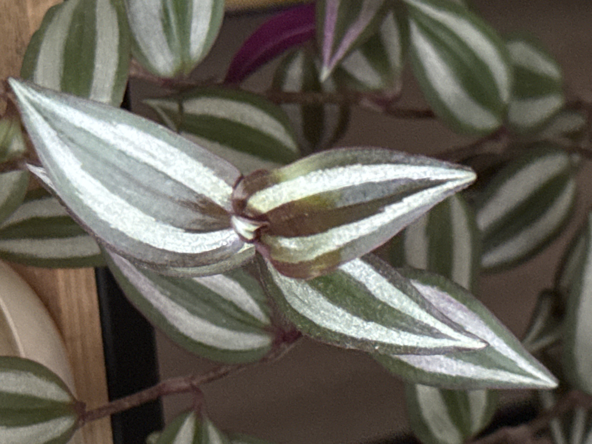 This is a close-up, eye-level, medium shot of a Wandering Jew plant. The focus is on the plant's leaves, which exhibit a striking pattern of alternating green and silvery-white stripes. The leaves are pointed and lance-shaped, with a slightly glossy texture. Some leaves are curved, and others are flat. In the background, out-of-focus elements suggest a brown, possibly wooden surface to the left and a darker, indistinct object behind the plant. There are also hints of purple foliage from the same plant or another nearby plant peeking through. The lighting appears to be artificial or indirect, creating soft shadows and highlighting the stripes on the leaves. The overall impression is one of lush greenery and botanical detail. There is no text visible in the image.