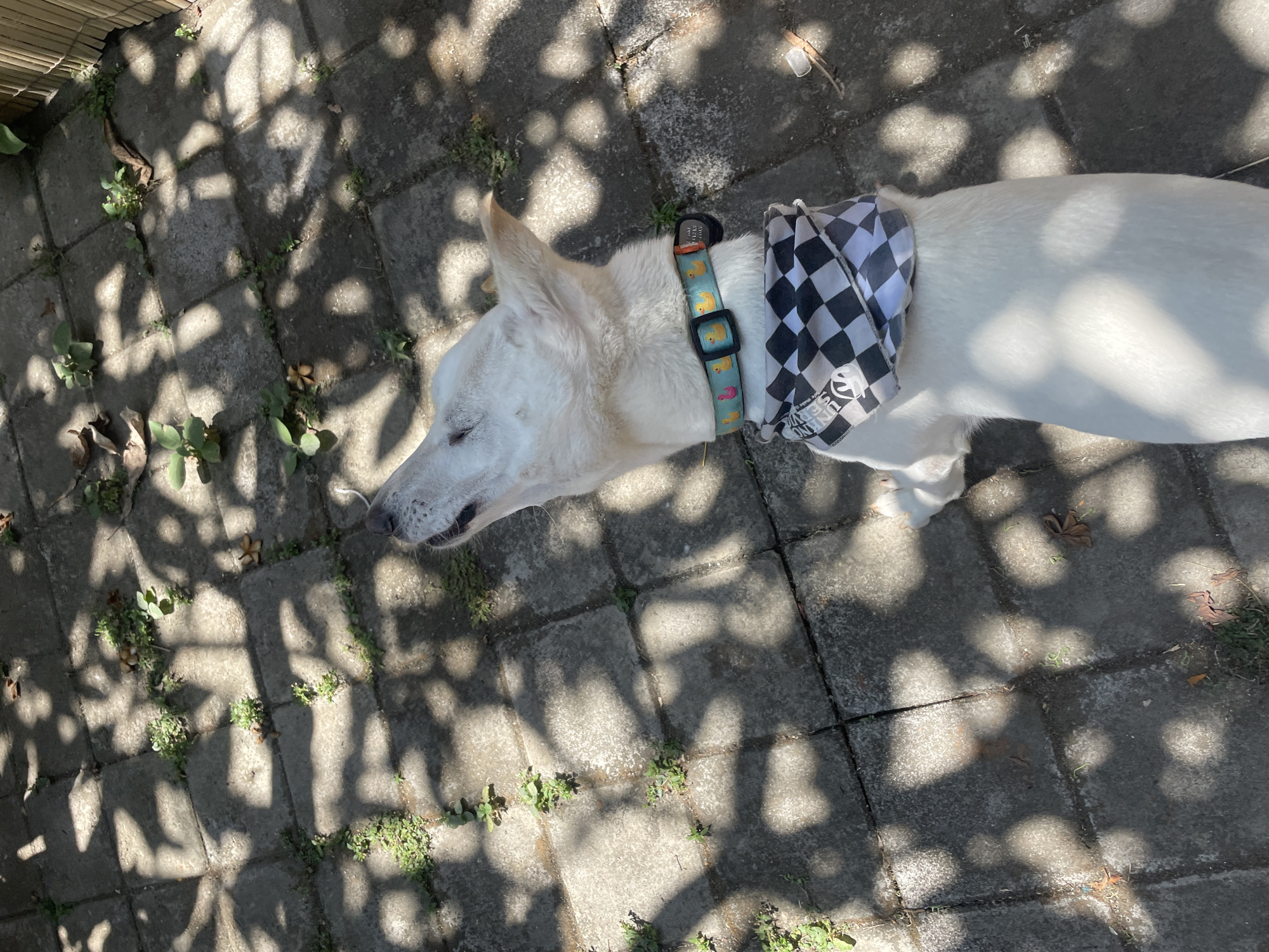 A medium-sized, white dog with a black and white checkered bandana is standing on a paved patio in Kuta Selatan, Indonesia. The dog is looking upwards and to the left, with its mouth slightly open. The patio is made of gray concrete pavers, and there are patches of green grass and weeds growing between them. Sunlight casts dappled shadows on the patio from overhead foliage. The dog is wearing a teal collar with yellow duck designs.