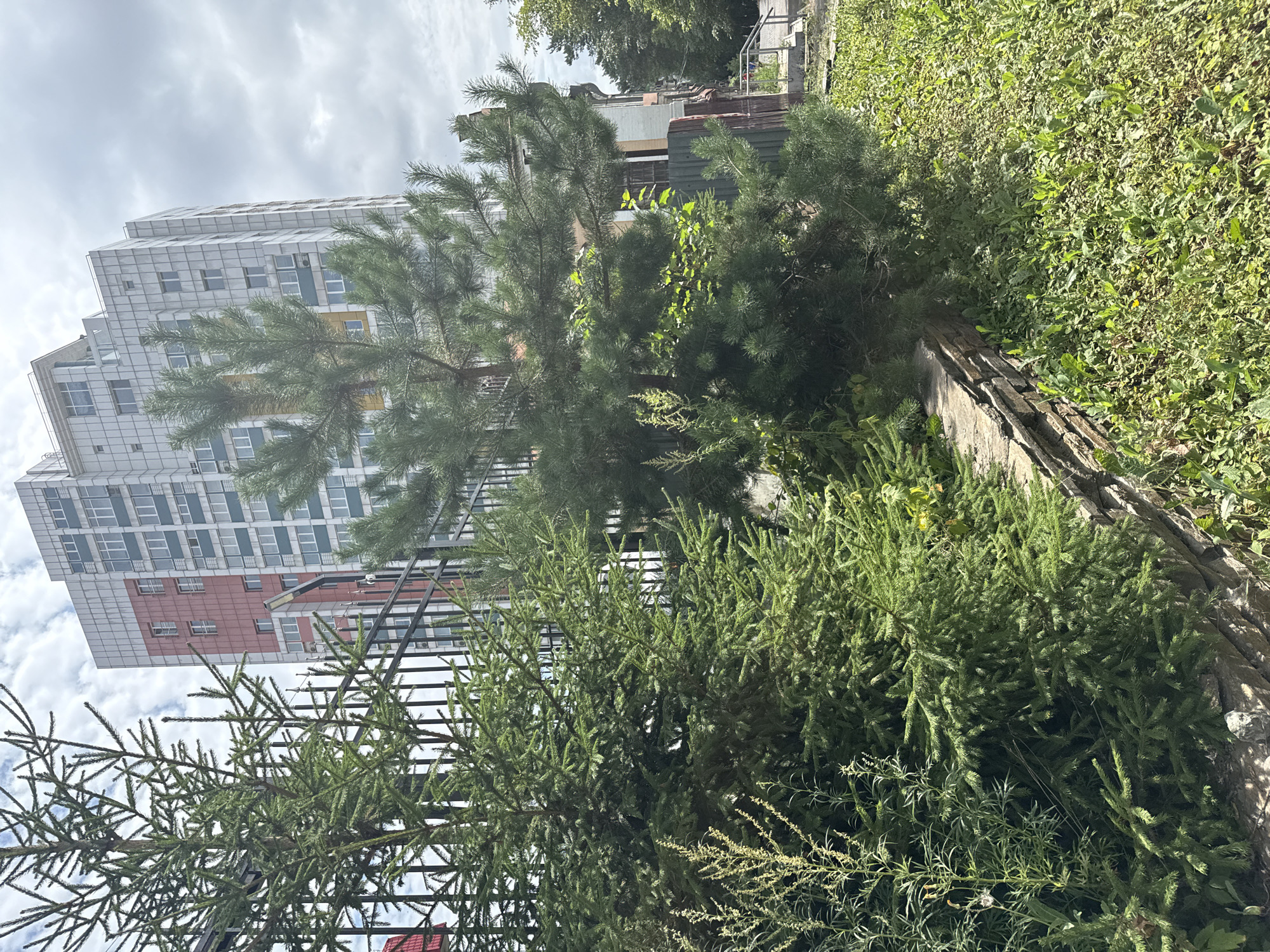The image depicts a residential building in Khabarovsk, Russia, with a multi-story structure featuring a combination of light-colored cladding and reddish-pink sections. The building has numerous windows and appears to be of modern construction. In the foreground, a black metal fence runs horizontally across the frame. Two evergreen trees, a spruce on the left and a pine on the right, are positioned in front of the fence, obscuring parts of the building and the fence itself. The trees are lush and green. A low, stone wall is visible at the base of the trees, bordering a patch of overgrown green grass and other vegetation. The sky is overcast with clouds.