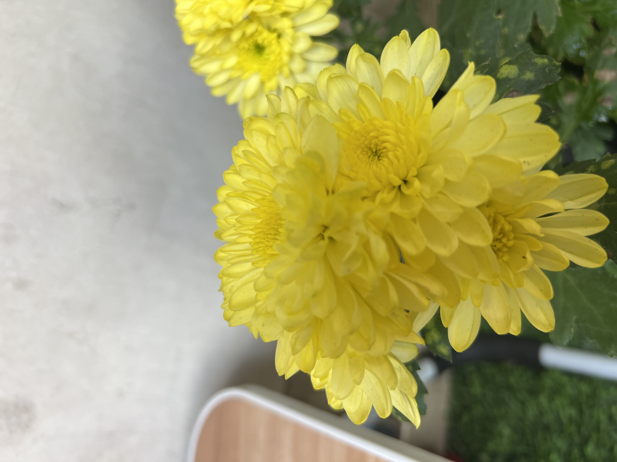 A close-up, eye-level shot shows several bright yellow chrysanthemum flowers. The flowers are in various stages of bloom, with tightly packed petals forming dense centers. The background is out of focus, with a textured, light-colored wall on the upper right and a blurred green surface that appears to be artificial grass on the lower left. To the left of the flowers, a portion of a curved, light-colored object with a wooden-like texture is visible. The lighting is soft, highlighting the vibrant color of the petals. The scene appears to be outdoors, possibly in a garden or on a balcony, given the presence of greenery and the texture of the wall, which could be a building facade. There are no people visible in the image.