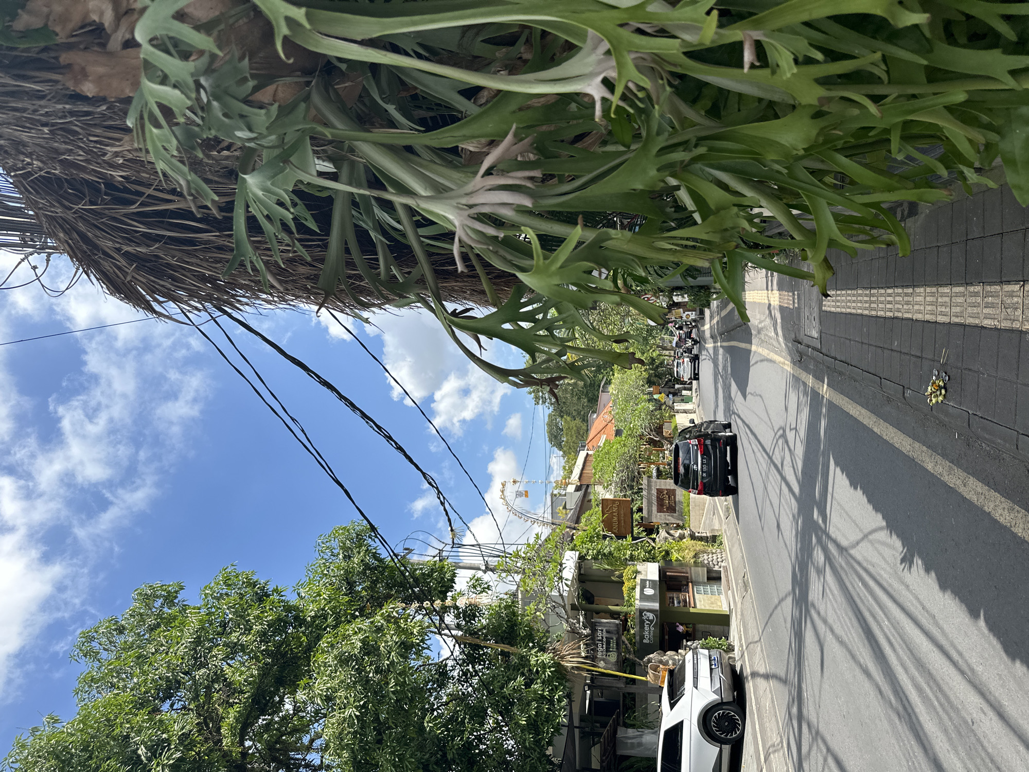 The image depicts a street scene in Ubud District, Indonesia, on a bright, sunny day with scattered clouds. In the foreground, a large, lush plant with broad, green, leaf-like fronds hangs down, obscuring part of the view. Beyond this, a paved road stretches into the distance, lined with buildings on the left and a sidewalk on the right. Cars and motorbikes are visible on the road, suggesting moderate traffic. The buildings appear to be shops or restaurants, with signage indicating businesses like a "Bakery" and "Anumanas." Overhead, power lines crisscross the sky, casting shadows on the road. The architecture and vegetation suggest a tropical urban environment.