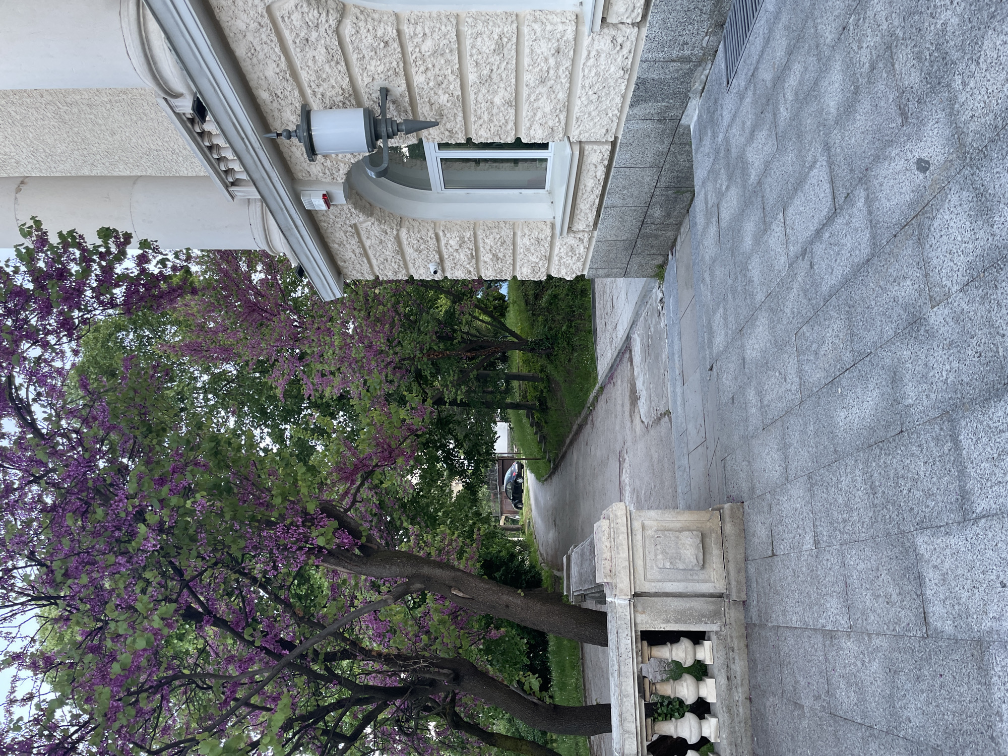 The image shows a street scene in Gabrovo, Bulgaria, alongside a stone building with a window, light fixture, and white architectural trim. A tree with vibrant purple blossoms is in the foreground. The ground is paved with gray stone. A sidewalk extends into the background where trees line the path and a black car is parked. The image appears to have been rotated 90 degrees counter-clockwise.