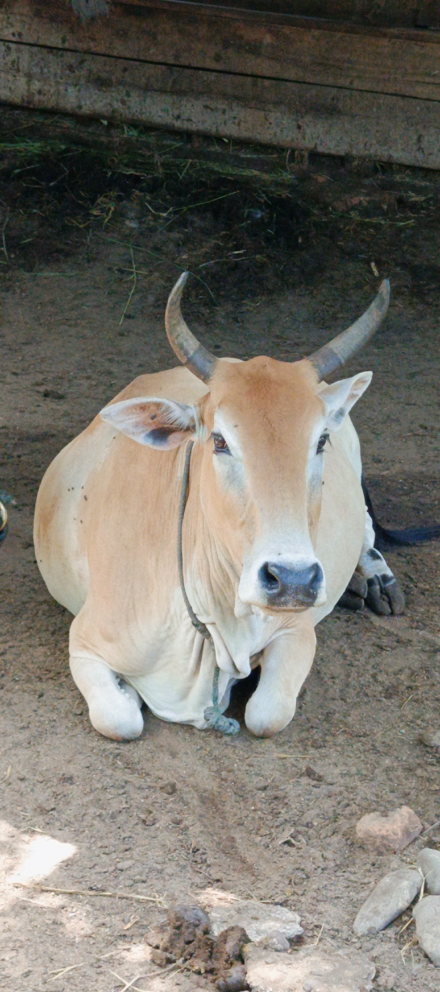 A light brown cow with curved horns rests on dirt ground in front of a wooden structure. The cow is facing forward, with its head slightly tilted. Its eyes are open, and it appears to be looking at the camera. A rope is tied around its neck and hangs down its chest. The ground is covered in dirt and scattered rocks, with some dry grass and a pile of manure in the foreground. The background consists of dark, rough-hewn wooden planks, suggesting a shelter or enclosure. The overall scene is rustic and rural.